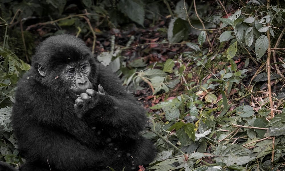 Gorilla surrounded by fallen leaves in Uganda