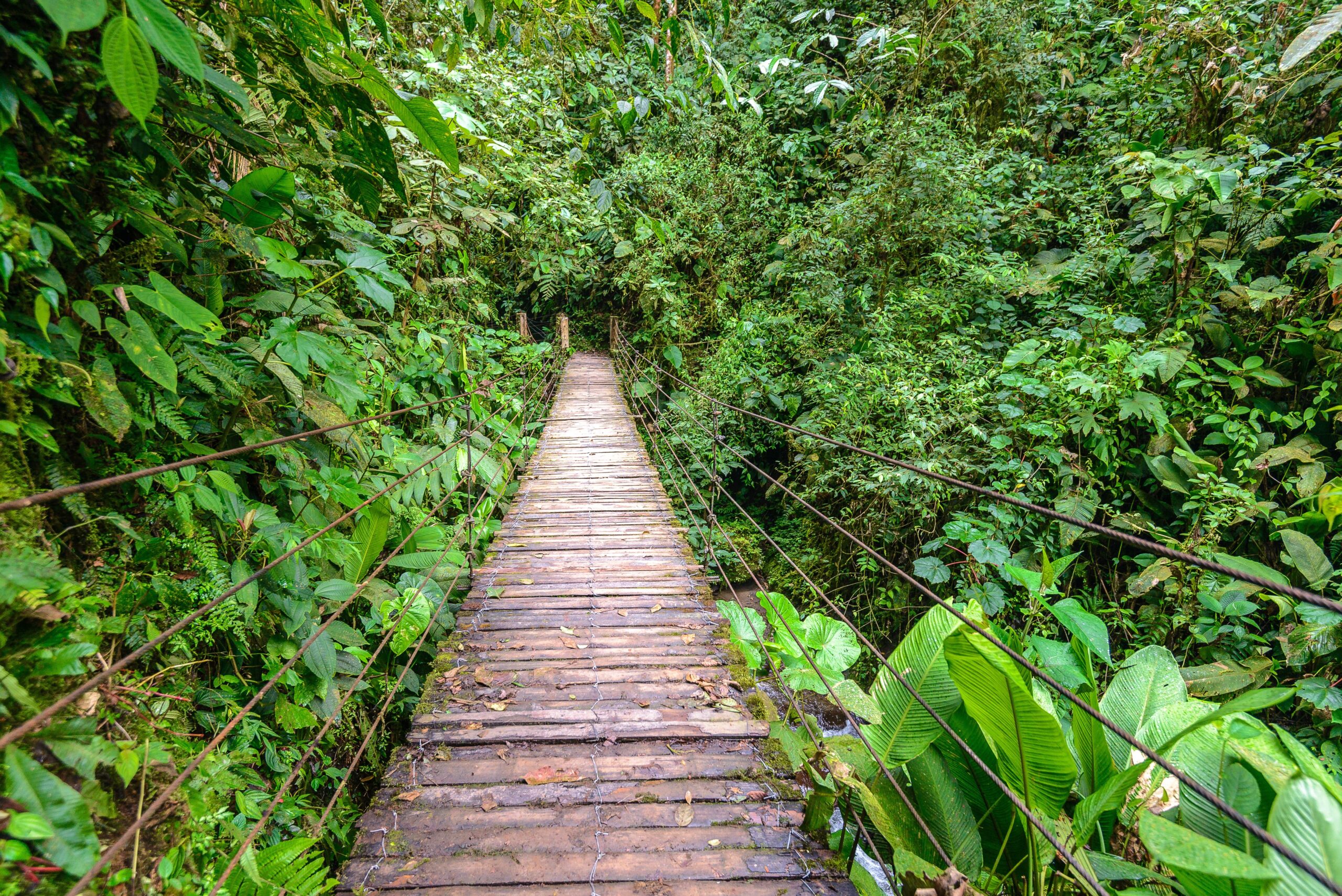 Mindo Nambillo Ecological Reserve in Ecuador