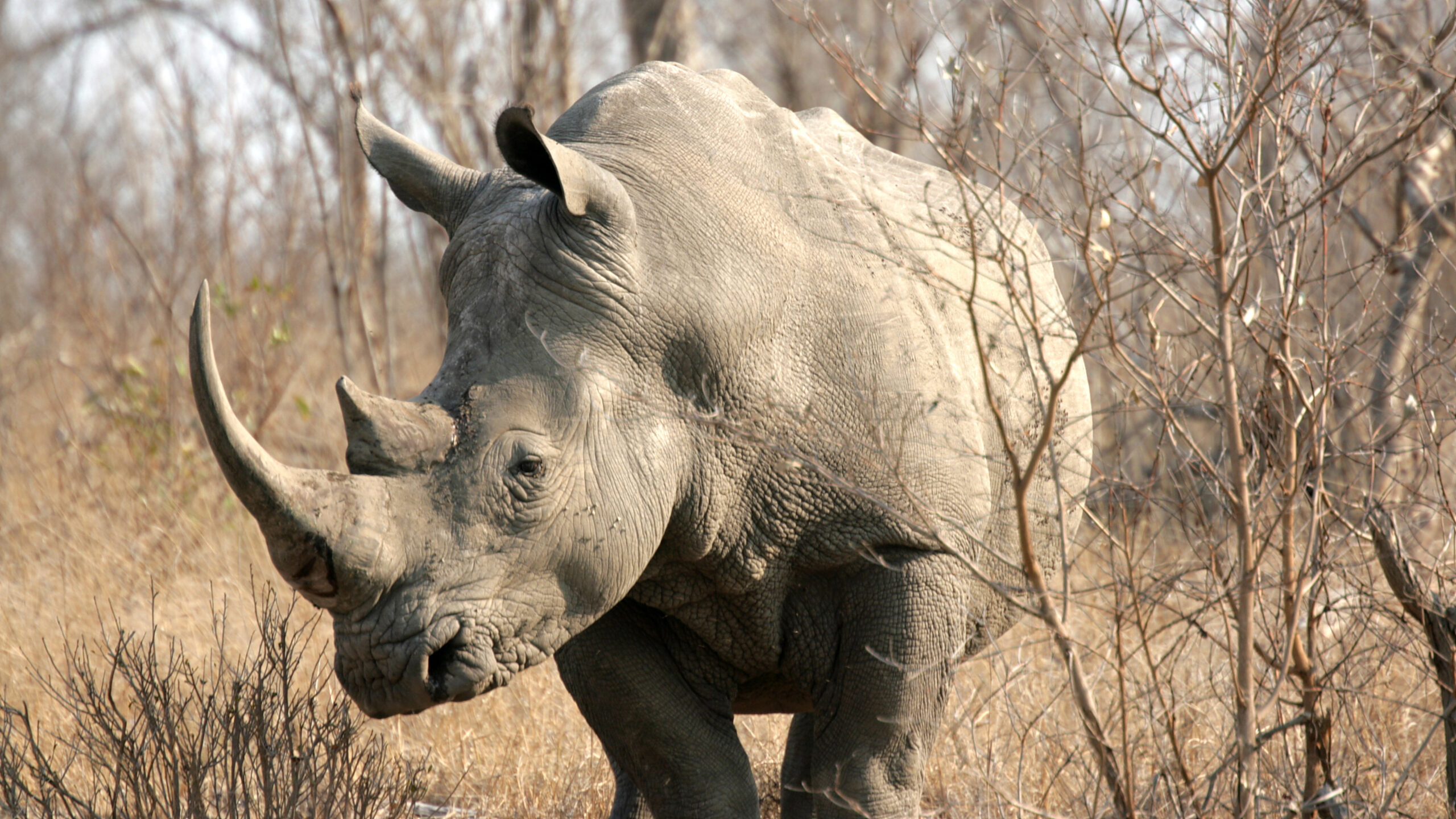 Rhino in South Africa, one of the best places to enjoy safari vacations