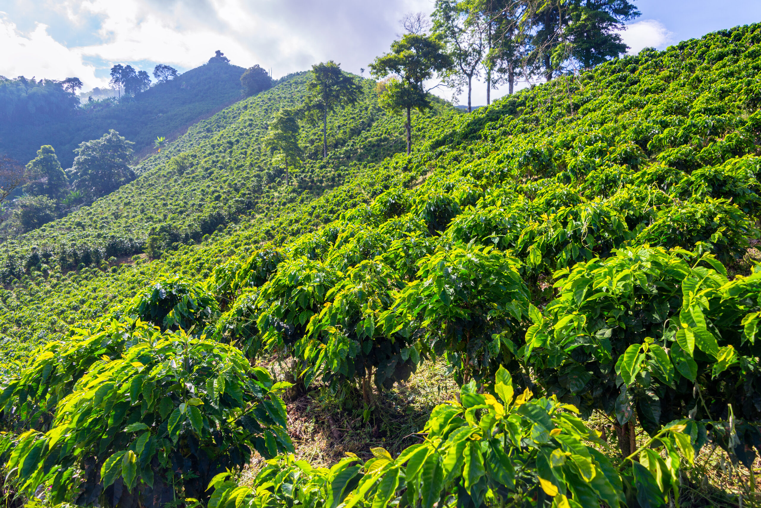 Top 5 coffee producing countries