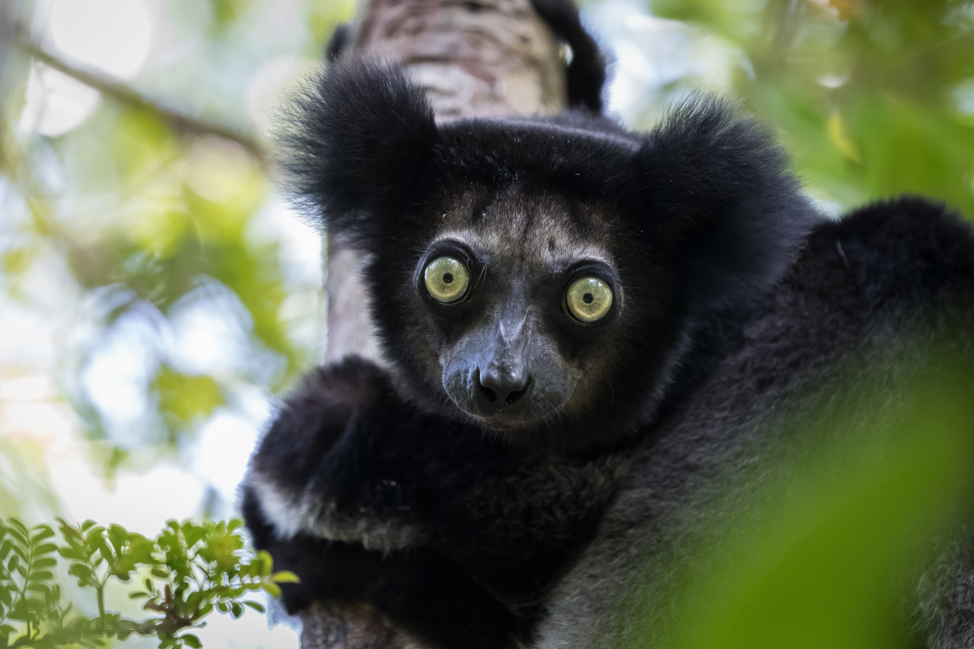 Close-up of an indri lemur; spotting these elusive creatures at sunrise is one of the most unique things to do in Madagascar