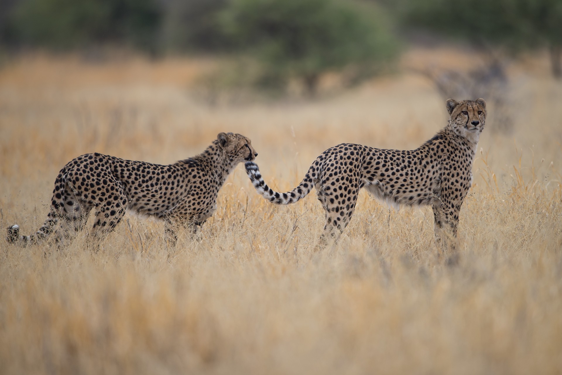 Leopards in the Central Kalahari Game Reserve; best time to visit Botswana for wildlife viewings