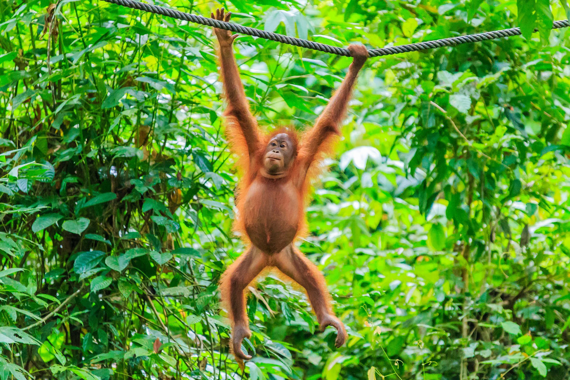 Orangutan hanging from a branch in the Danum Valley, Malaysia