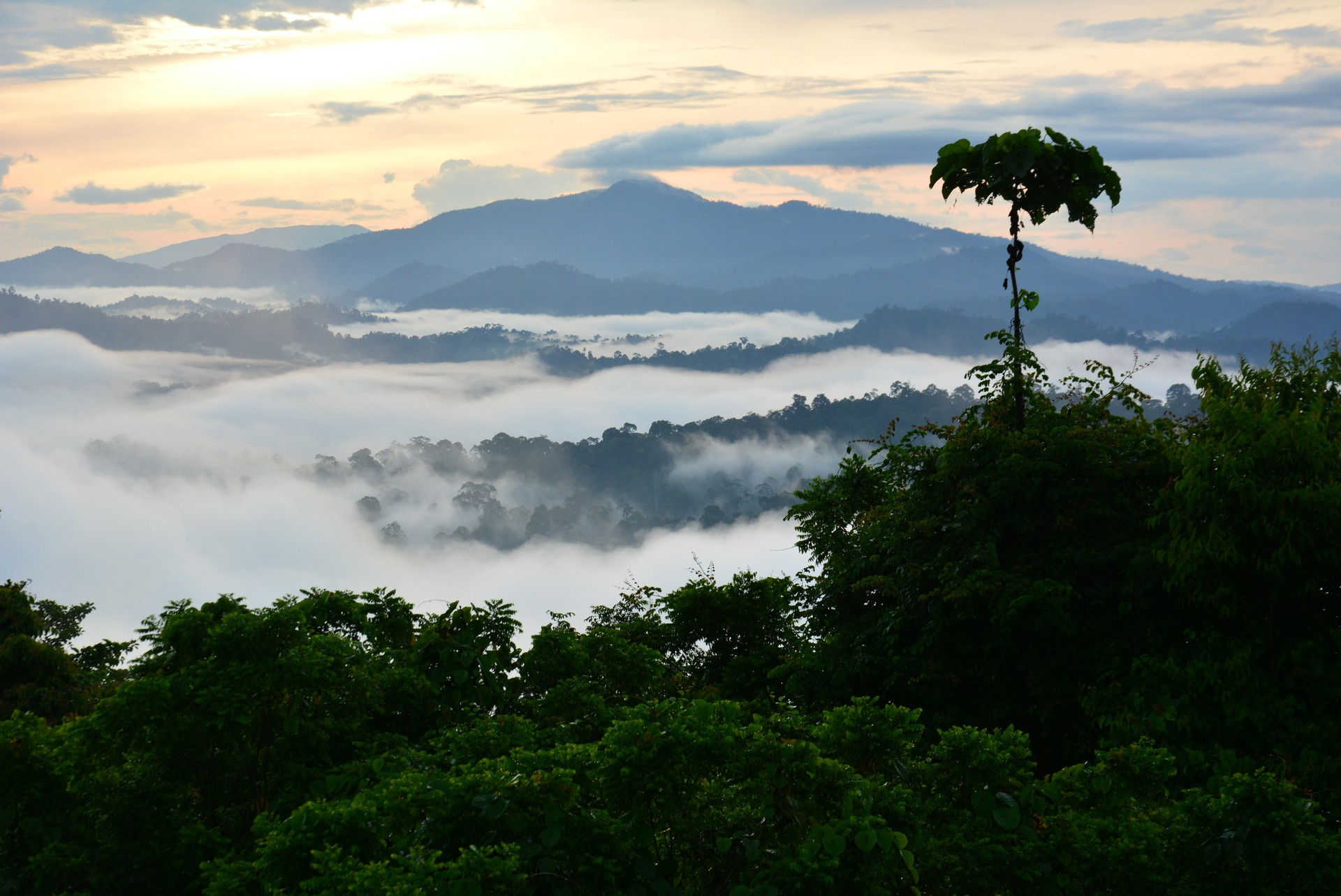 Danum Valley rainforest at sunrise, Sabah, Borneo
