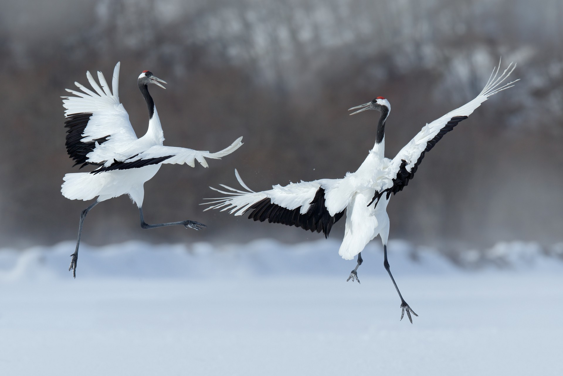 Cranes in Hokkaido