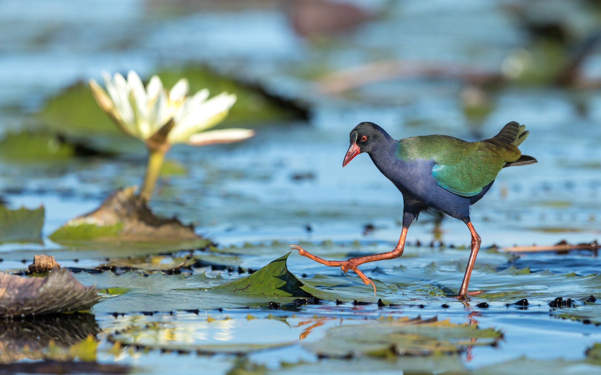 Bird wading on the Chobe River in Botswana