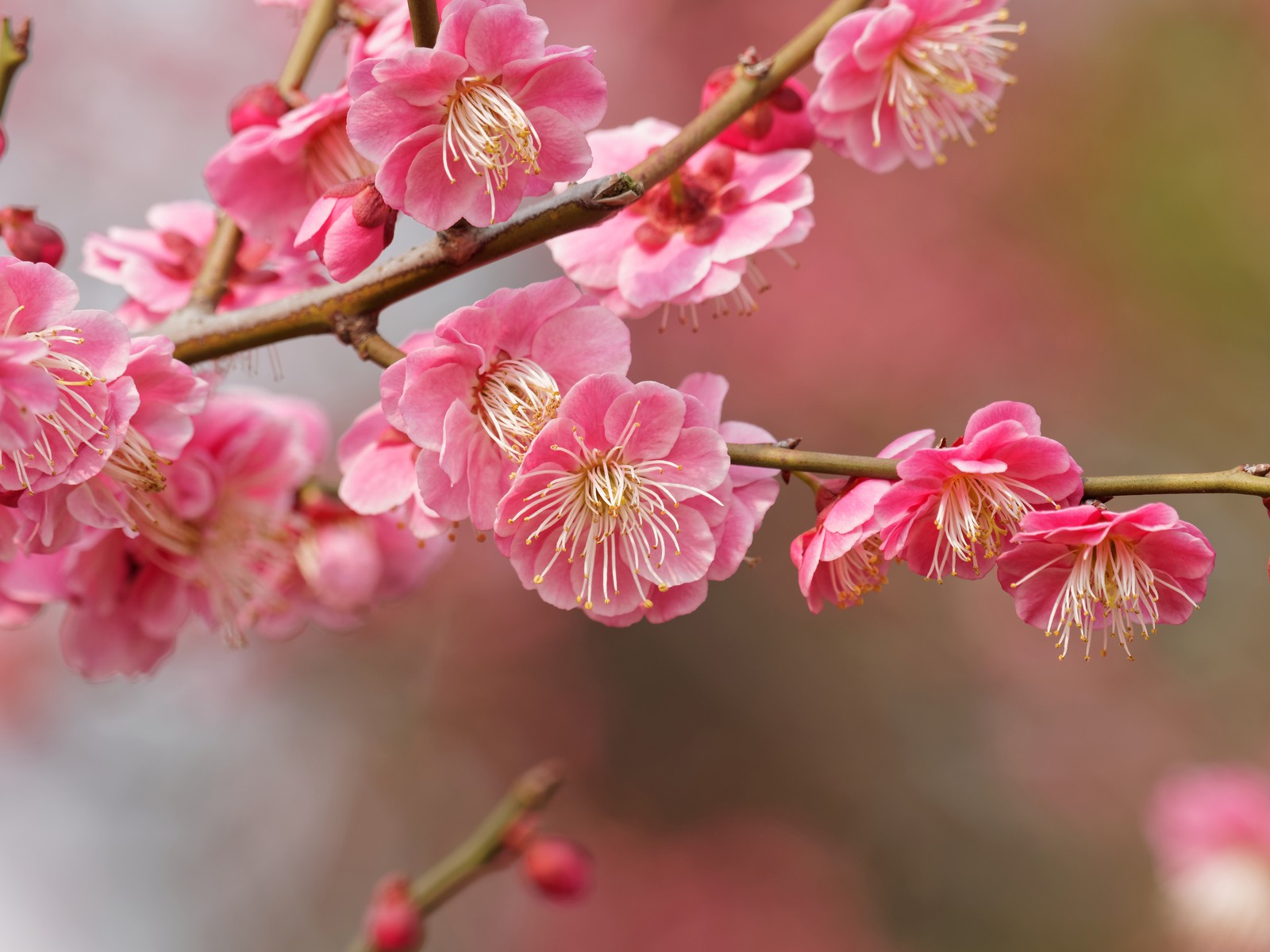 Close-up of plum blossoms in Kairaku-en
