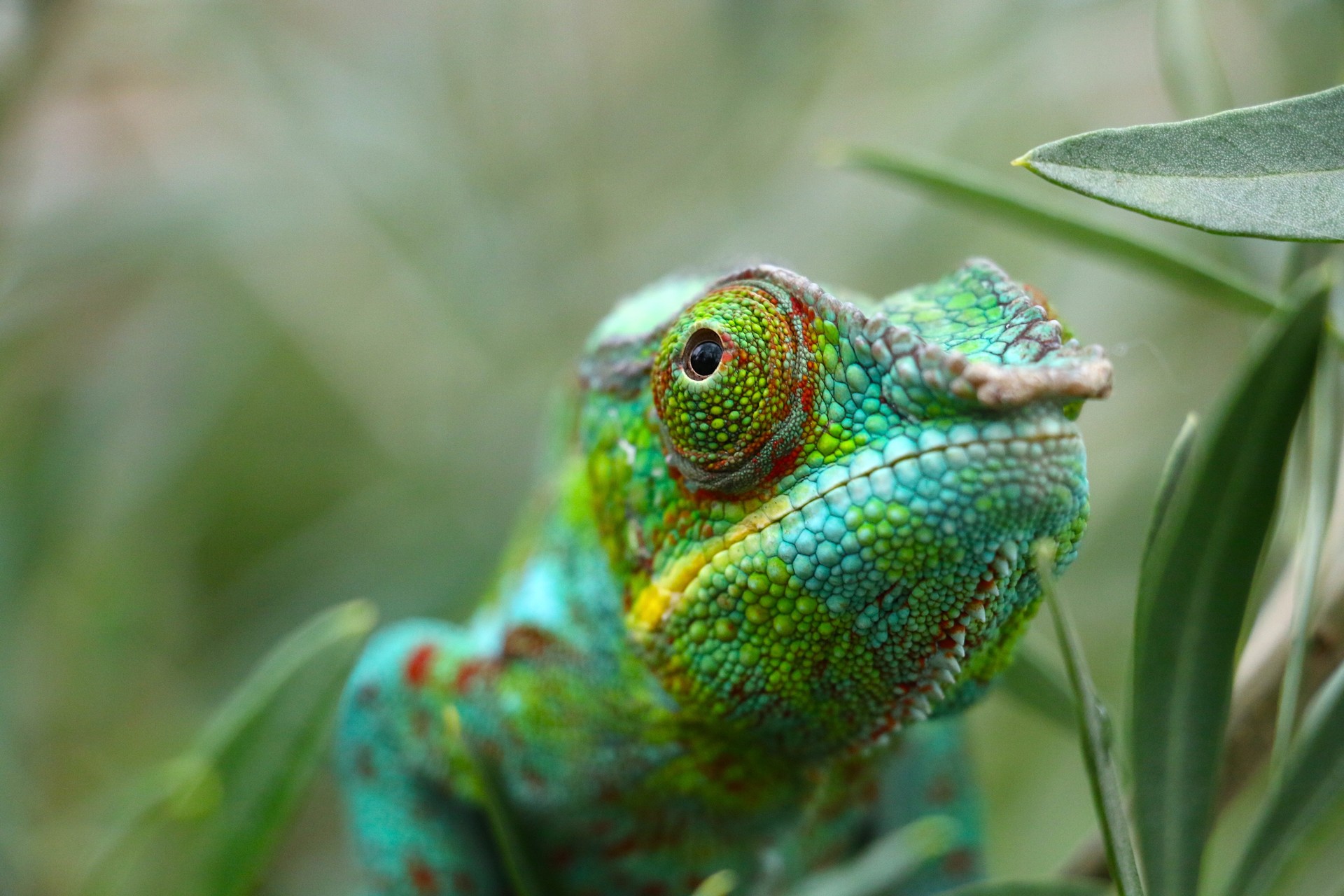 Close-up of a chameleon, Madagascar wildlife