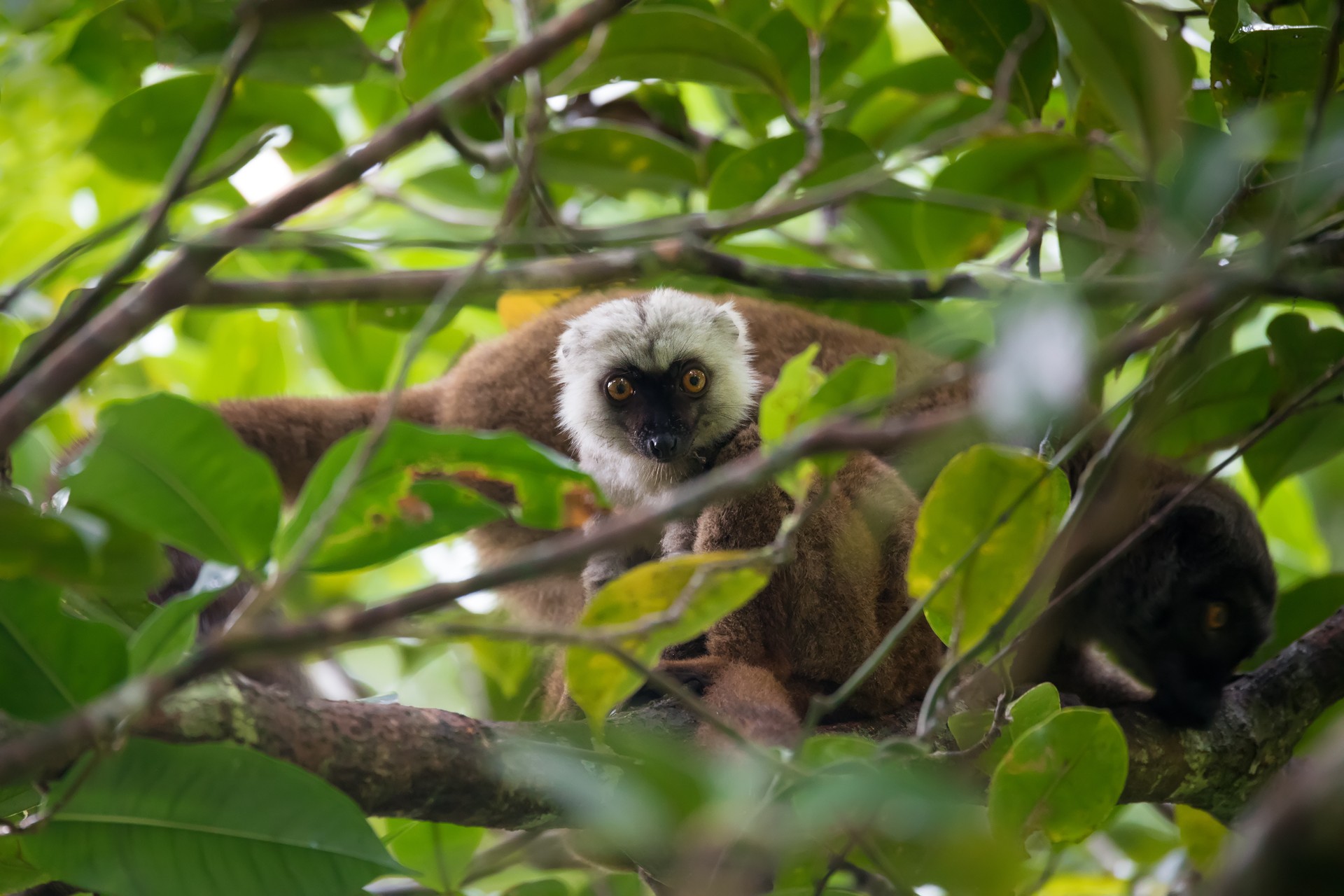 Exploring wildlife on a luxury safari in Madagascar; lemur in a tree in Masoala National Park