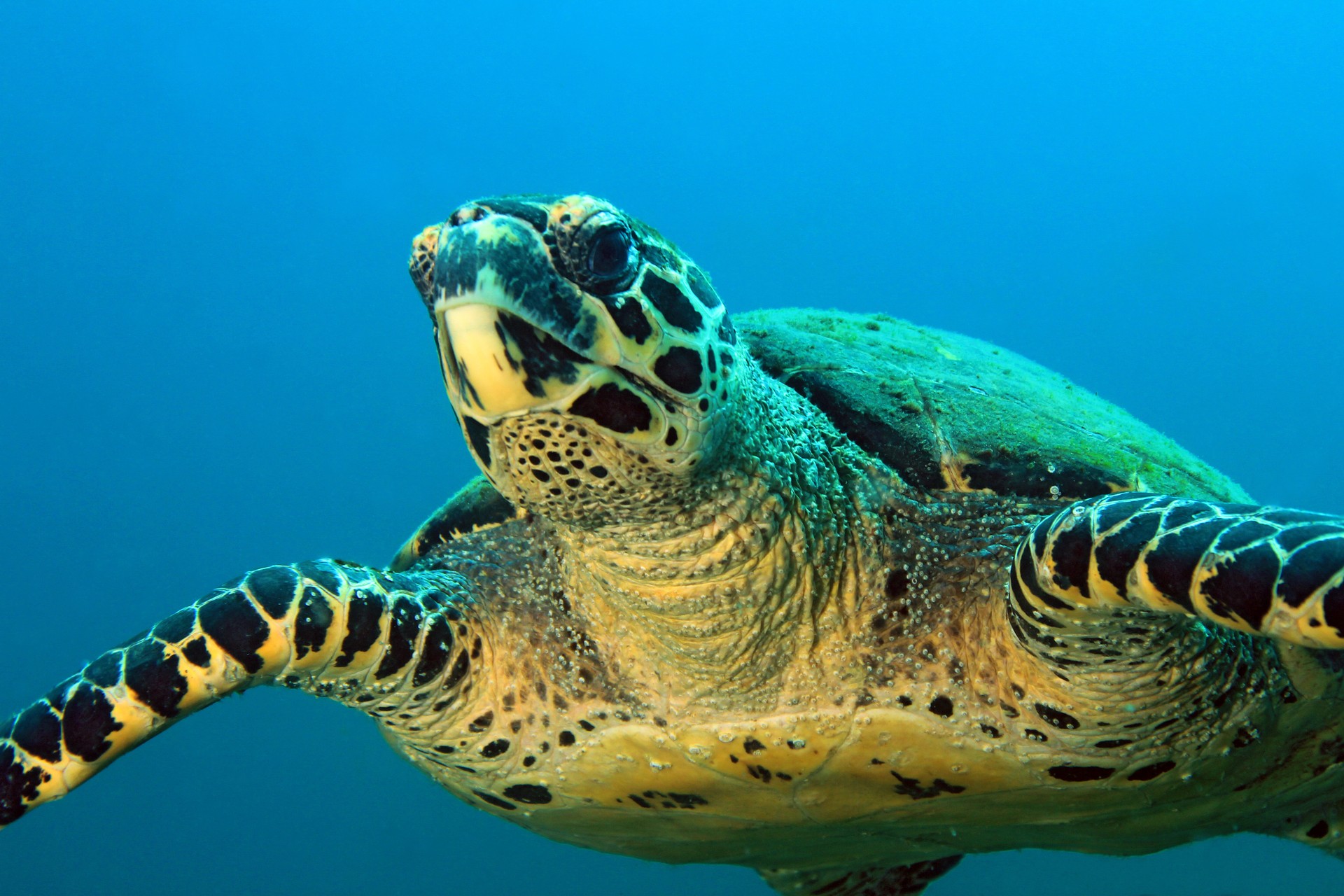 Turtle in Coiba National Park
