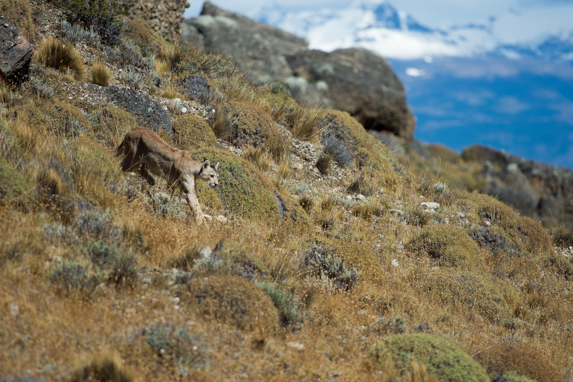 What to do in Chile: spot pumas roaming the wilds of Torres Del Paine