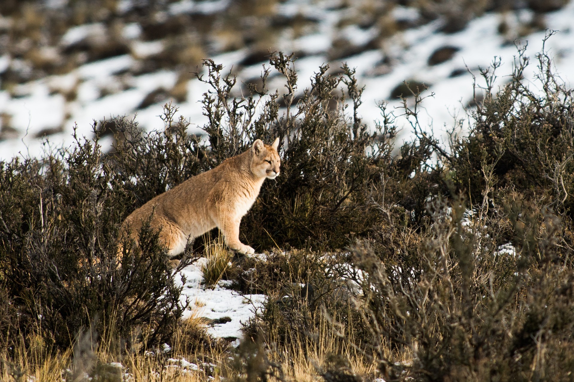 Puma in Chilean Patagonia's Torres del Paine National Park