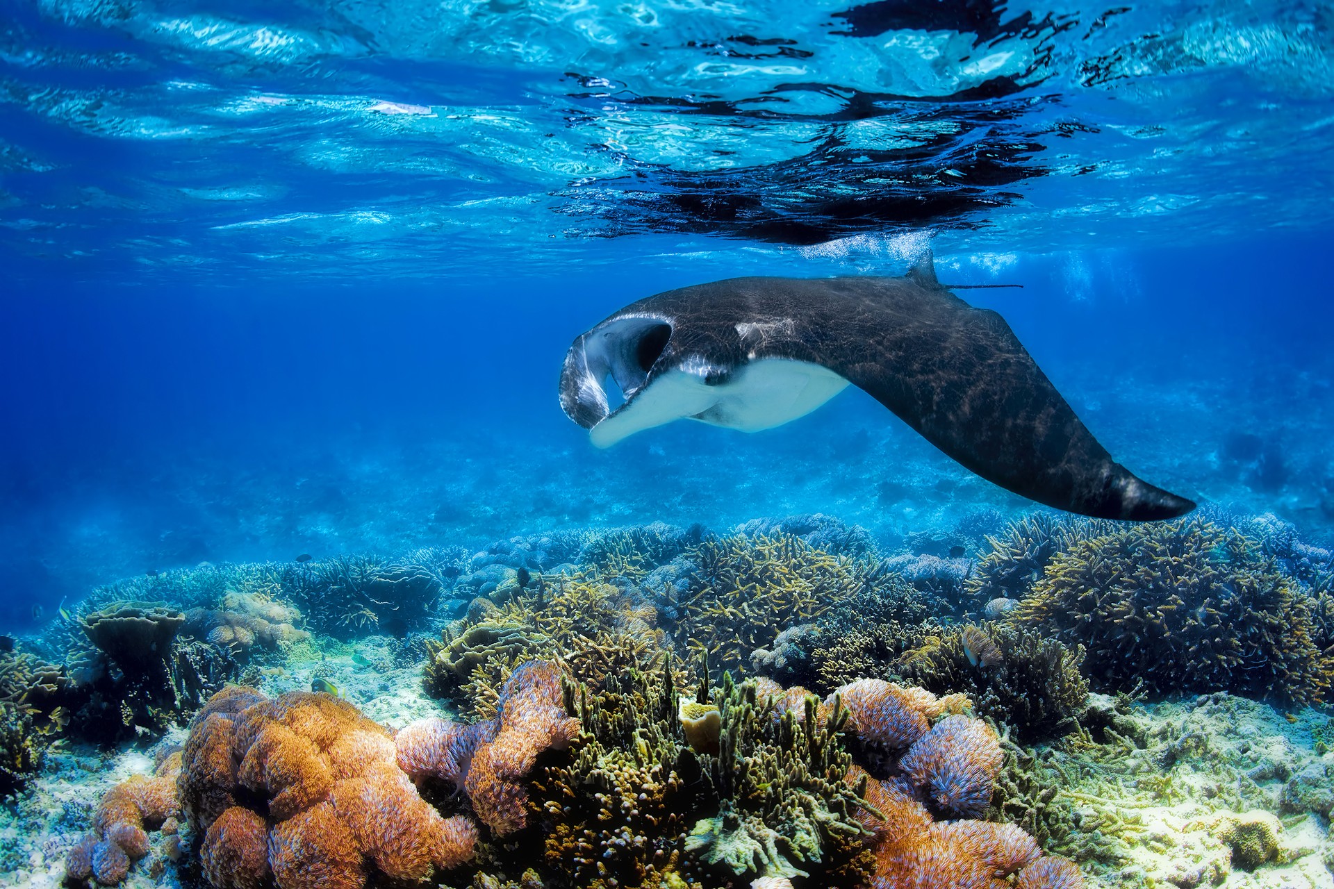 Rochen im Wasser vor der Insel Komodo