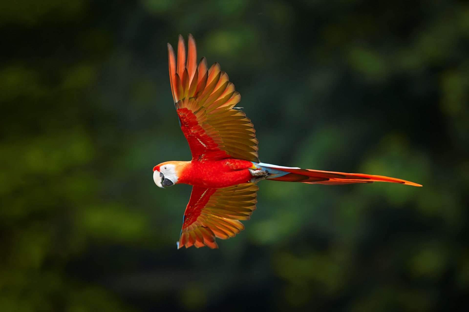 Scarlet macaw flying in the Amazon rainforest