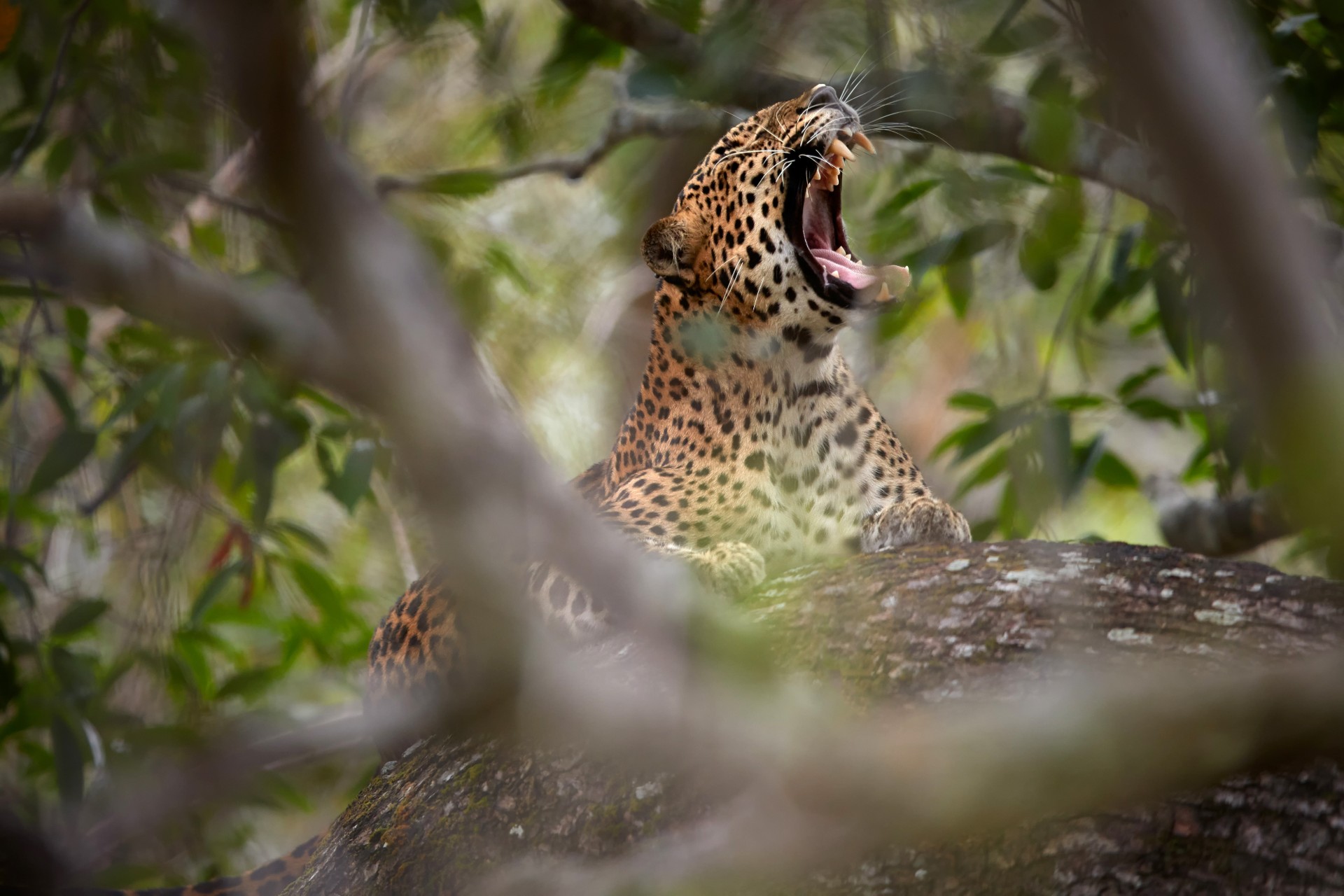Leopard in a tree in Yala National Park