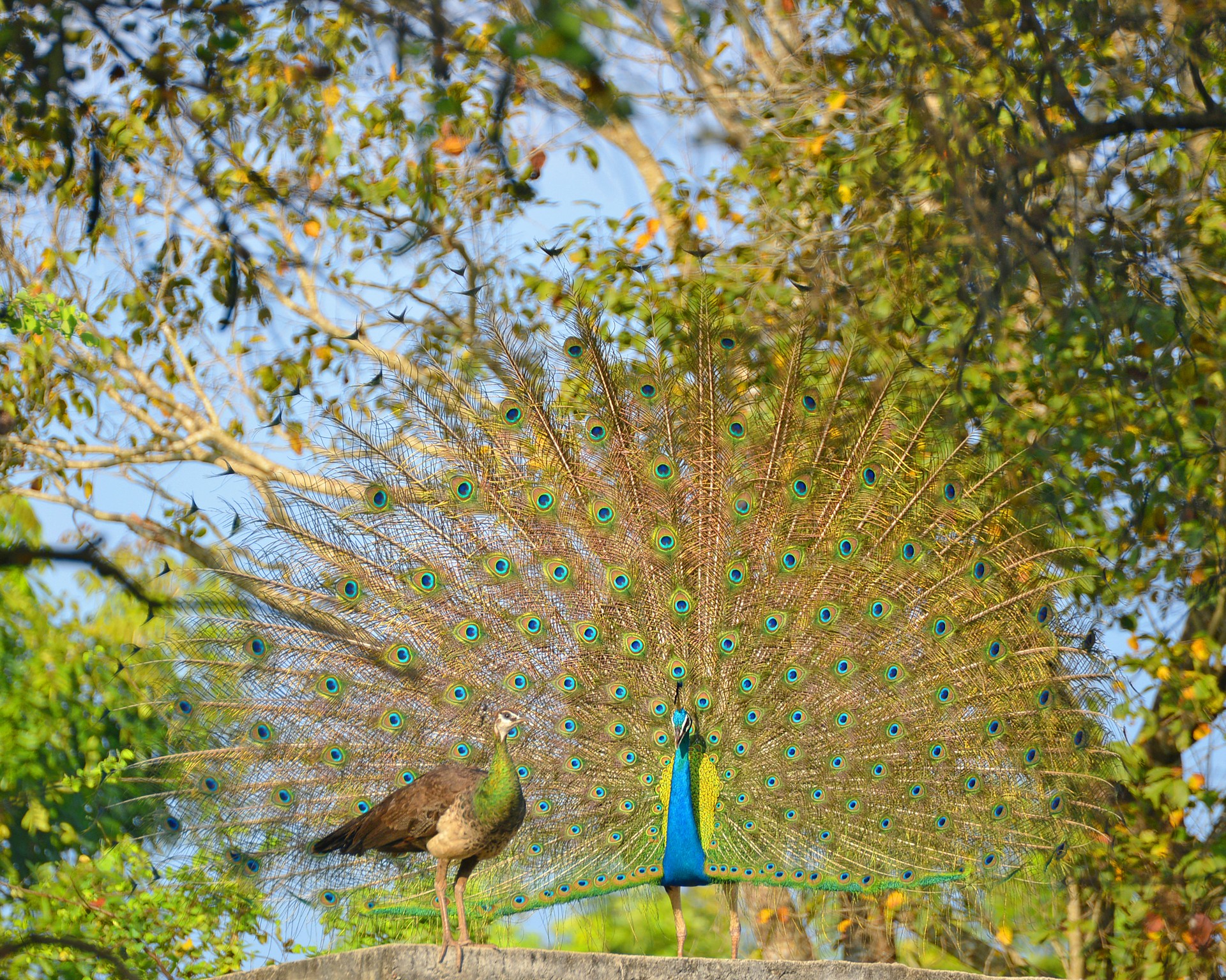 Peacock and peahen in a tree in Wilpattu National Park