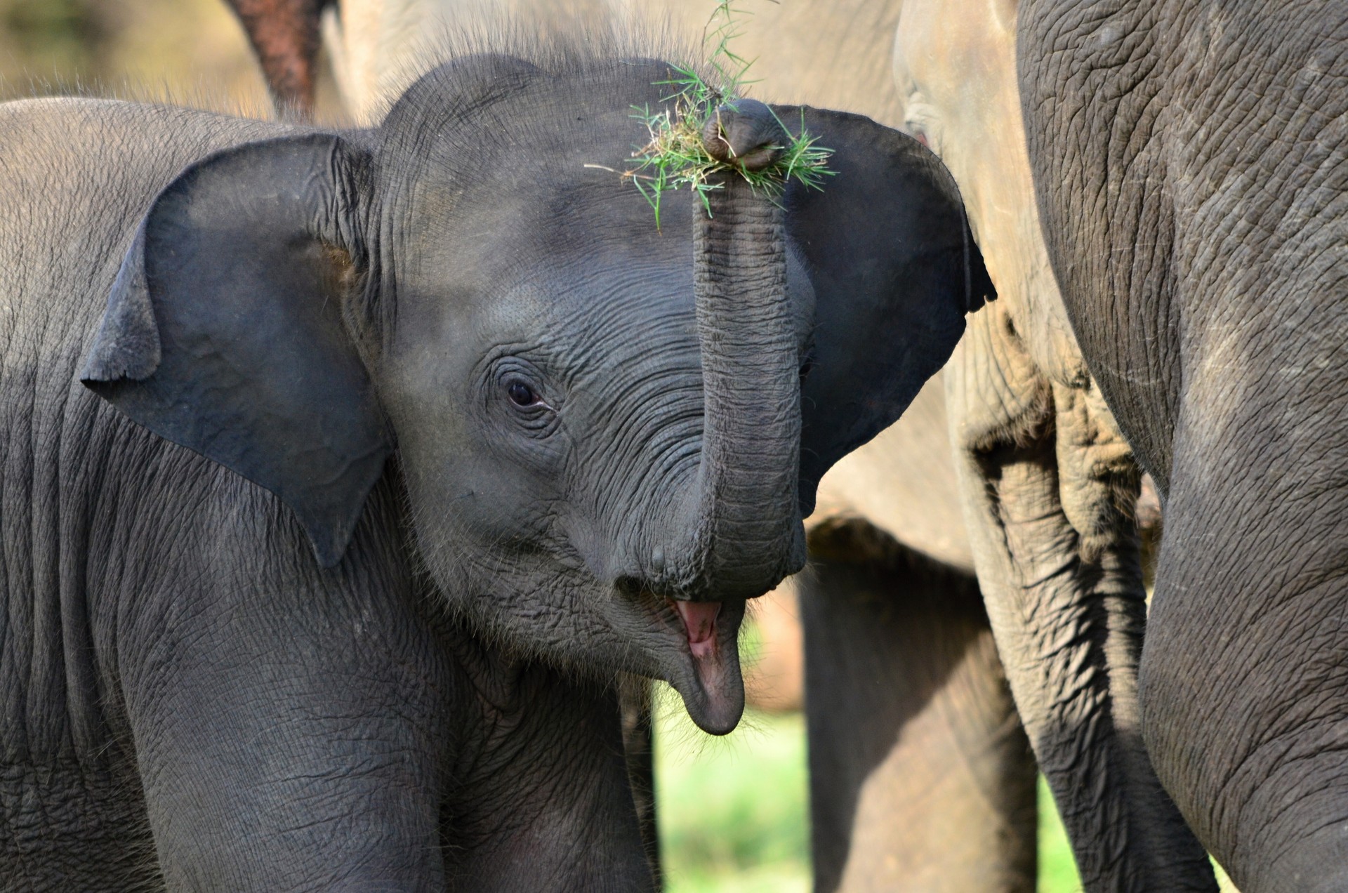 Baby elephant at Minneriya, Sri Lanka