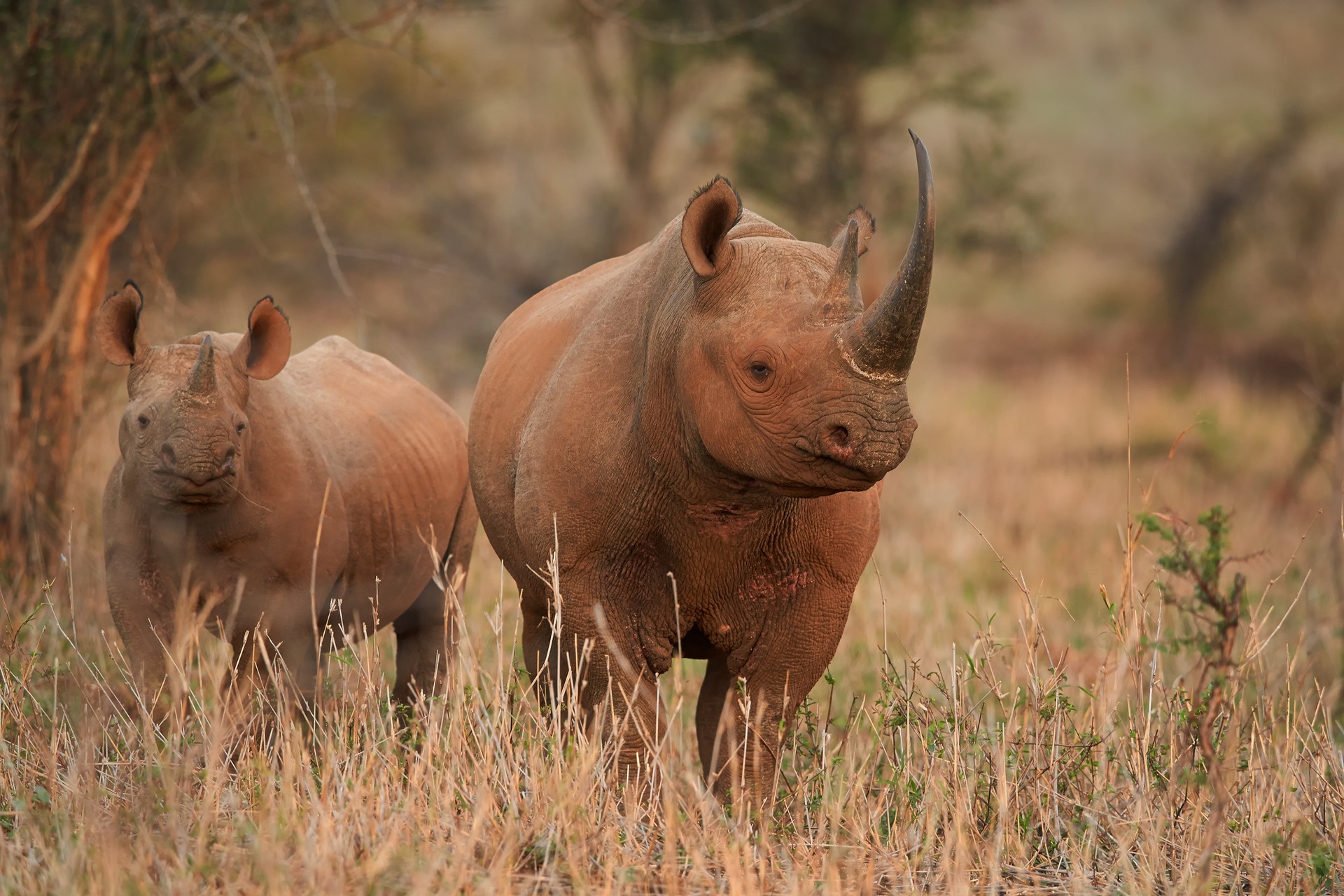 The seven best safari adventures in Africa
