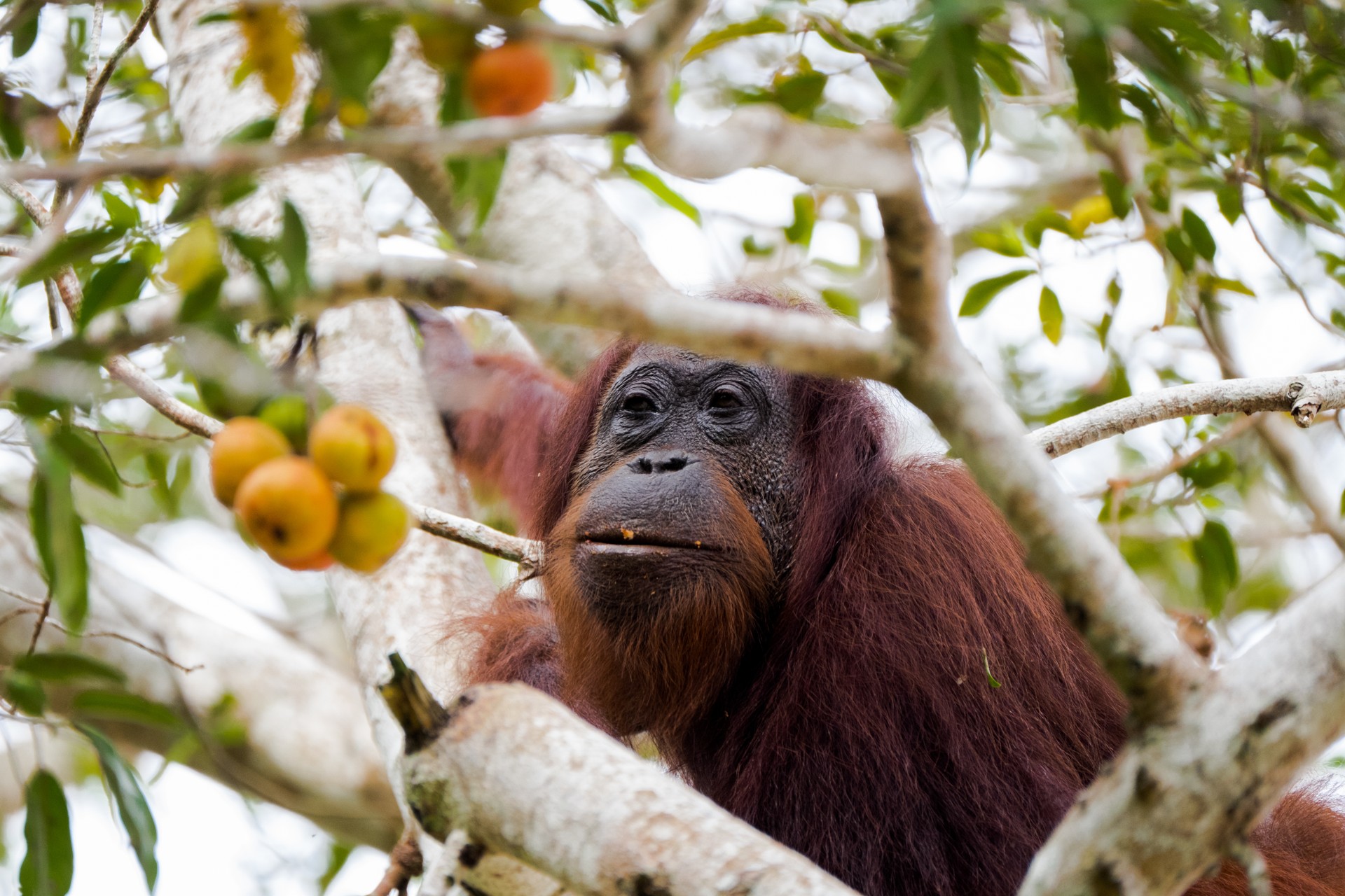 Orangutan in a fig tree on the Kinabatangan River