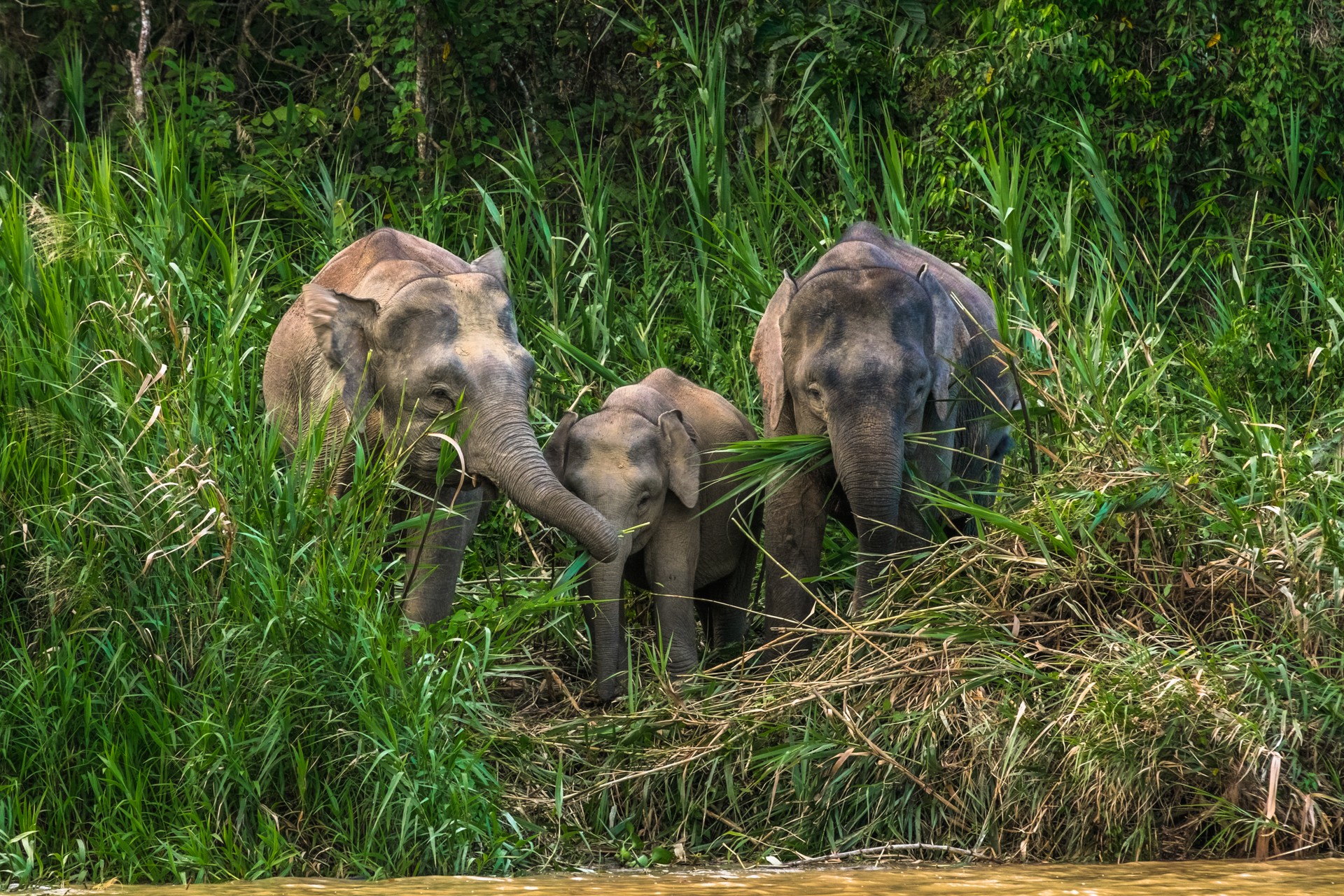Pygmy elephants in Borneo
