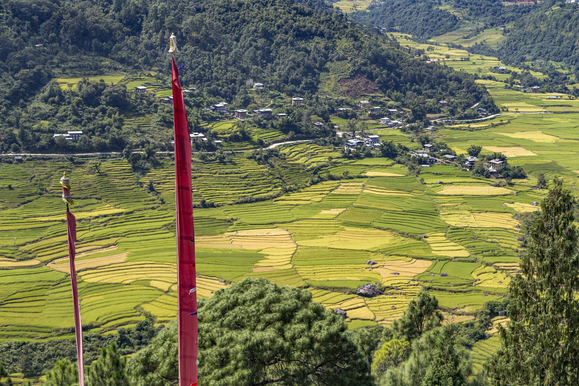 Bumthang Valley rice fields in Bhutan
