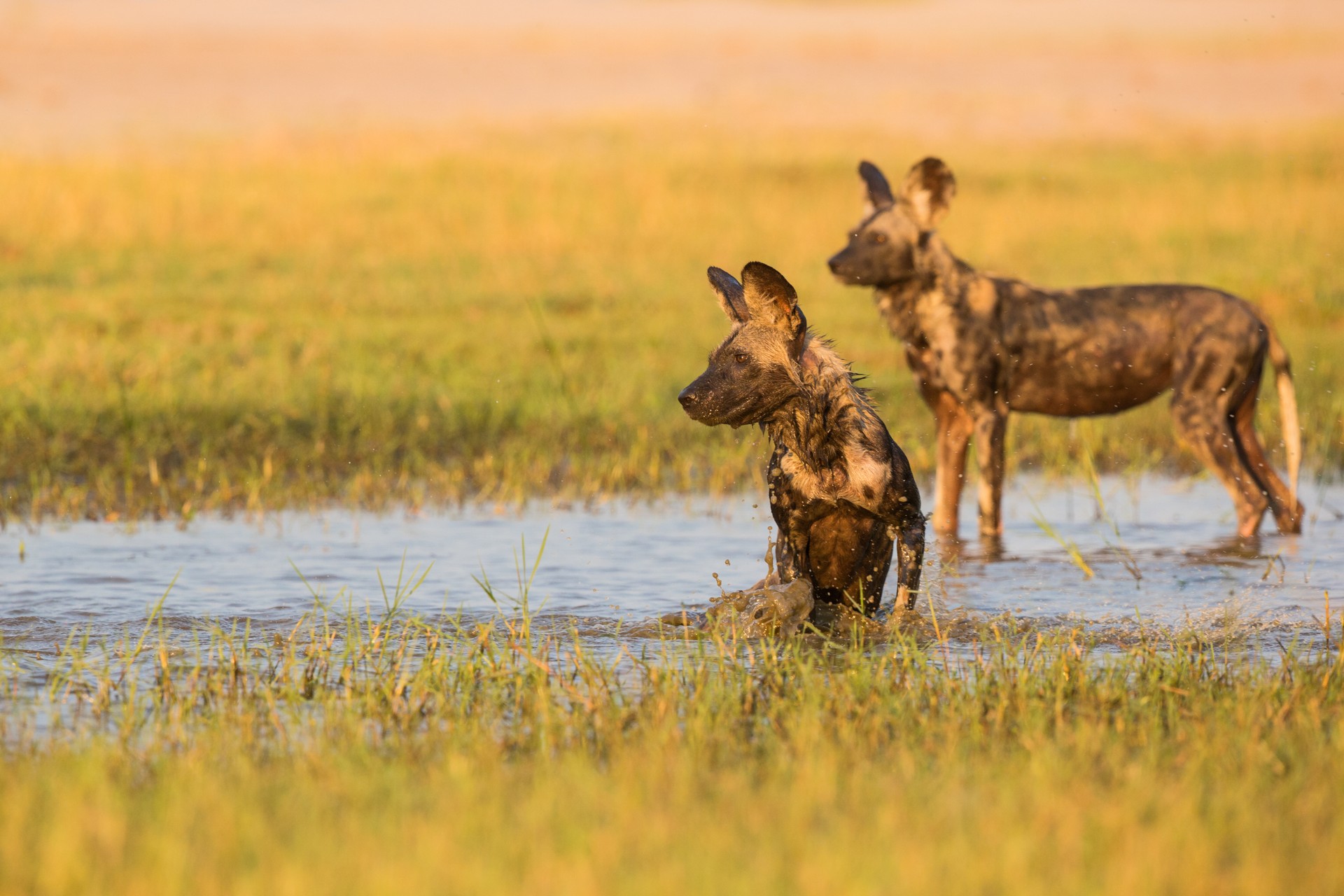 Wild dogs in Mana Pools, Zimbabwe