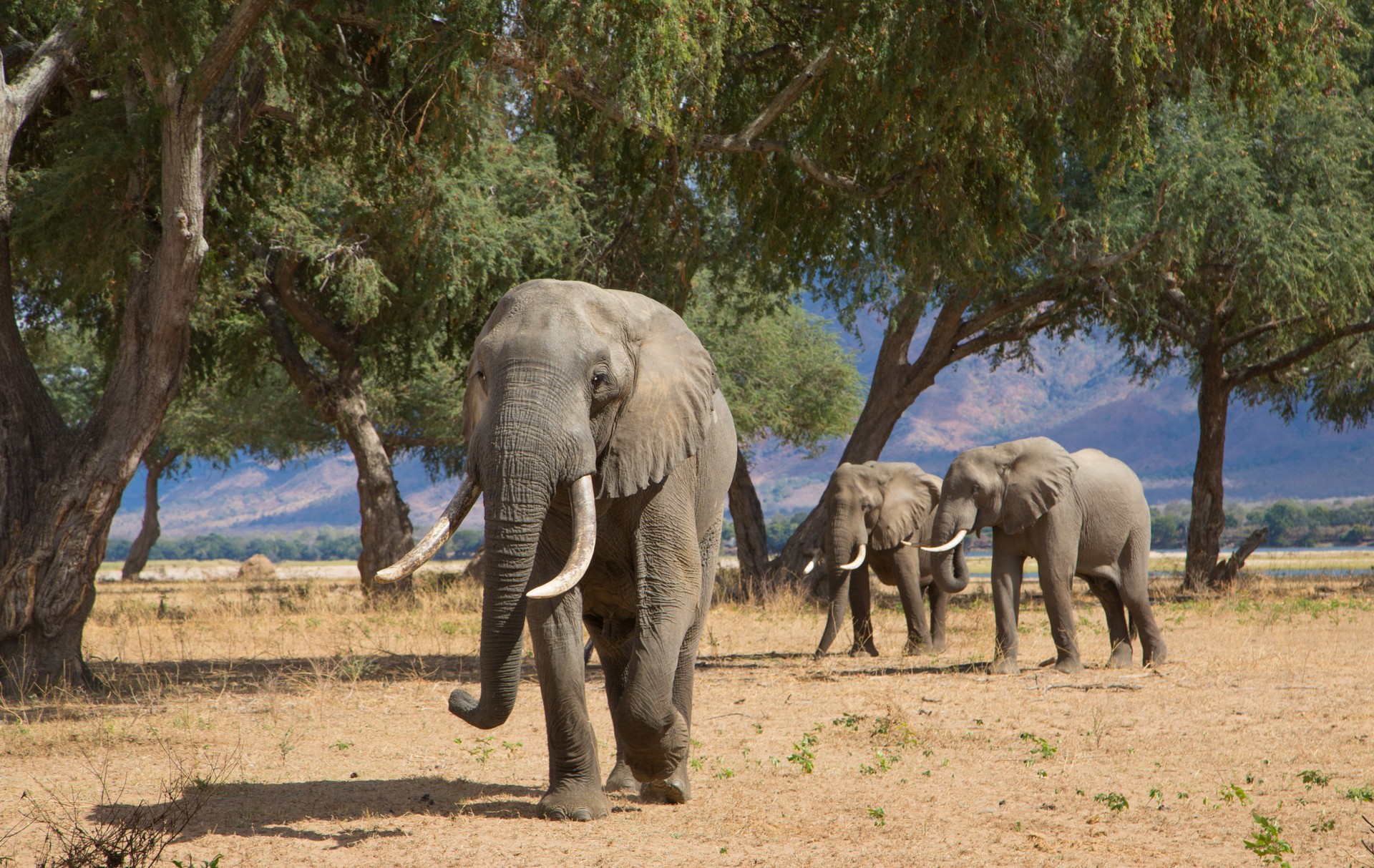 Elephants roaming in Mana Pools, Zimbabwe