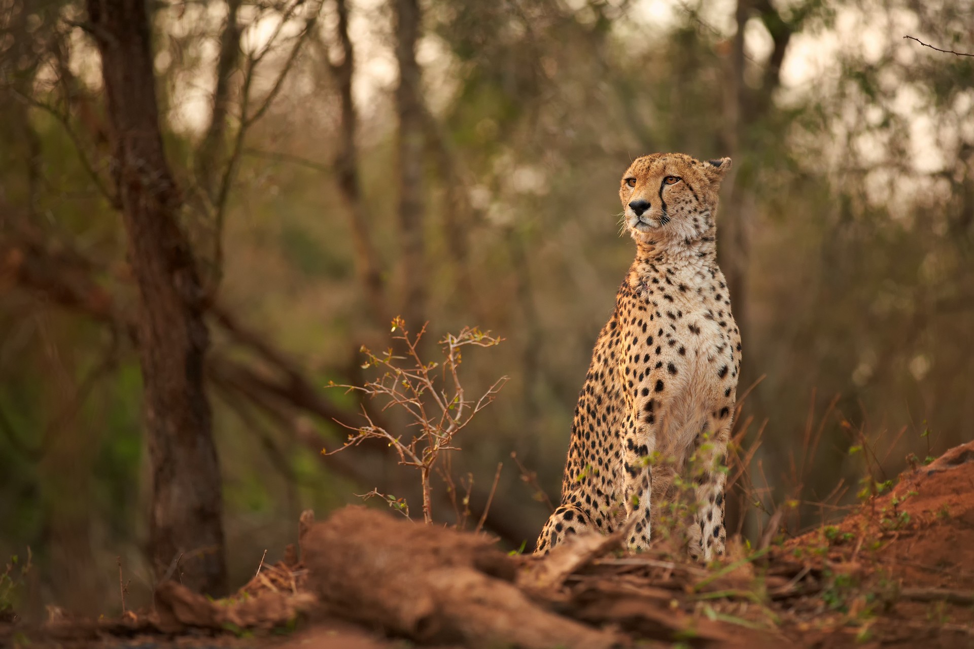 Cheetah in Zimanga Private Game Reserve, KwaZulu-Natal