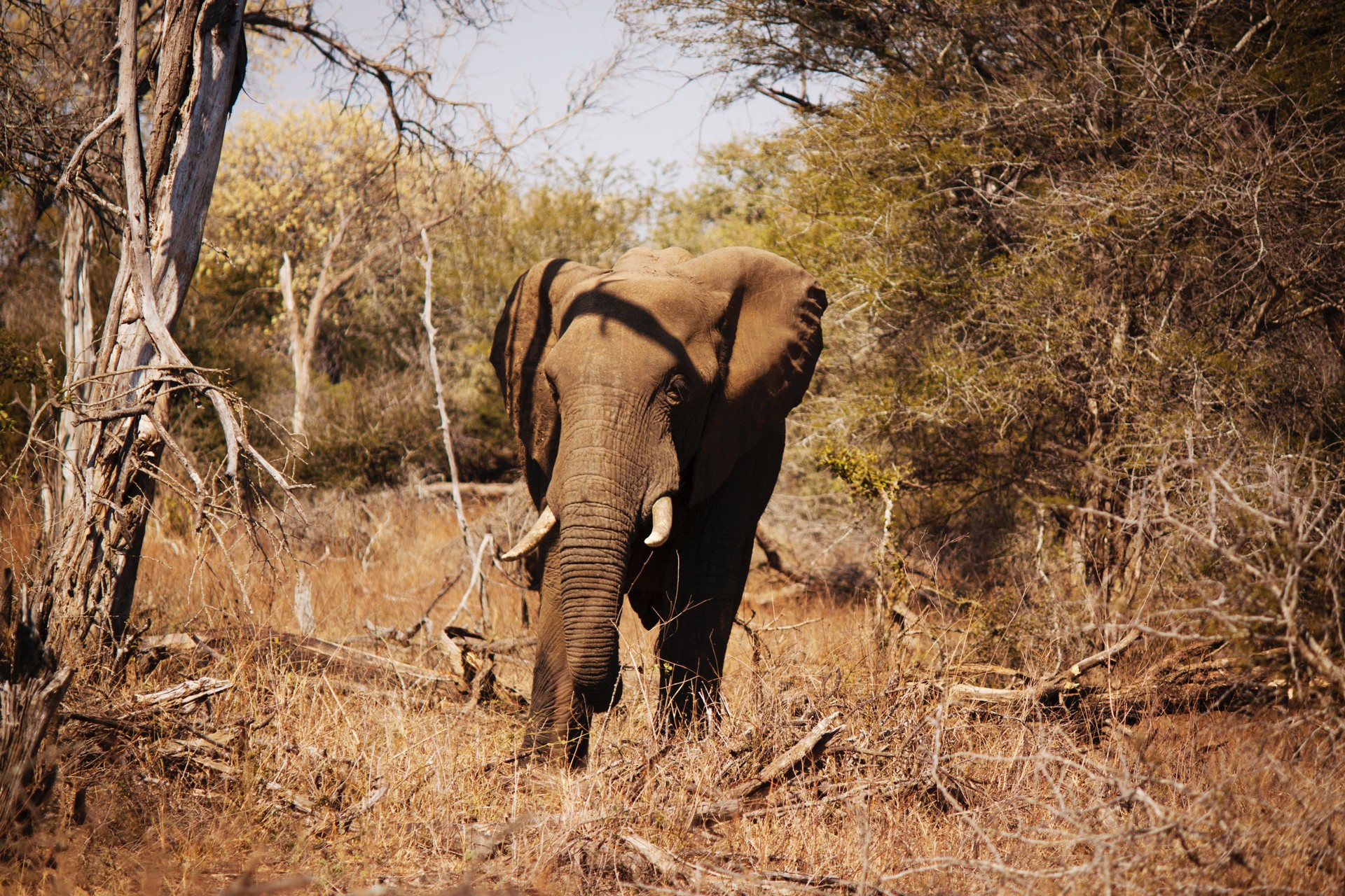 Elephant in Kruger National Park, South Africa