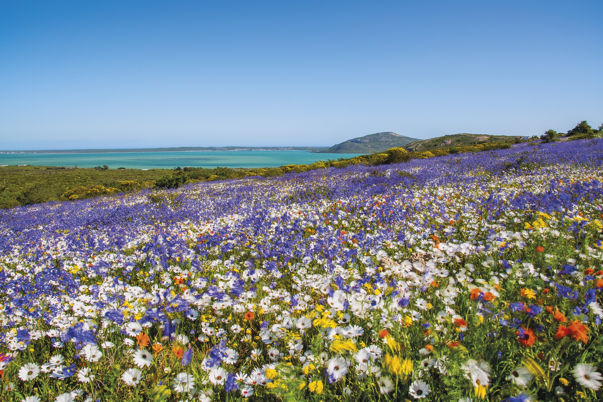 Flower season in South Africa's West Coast National Park