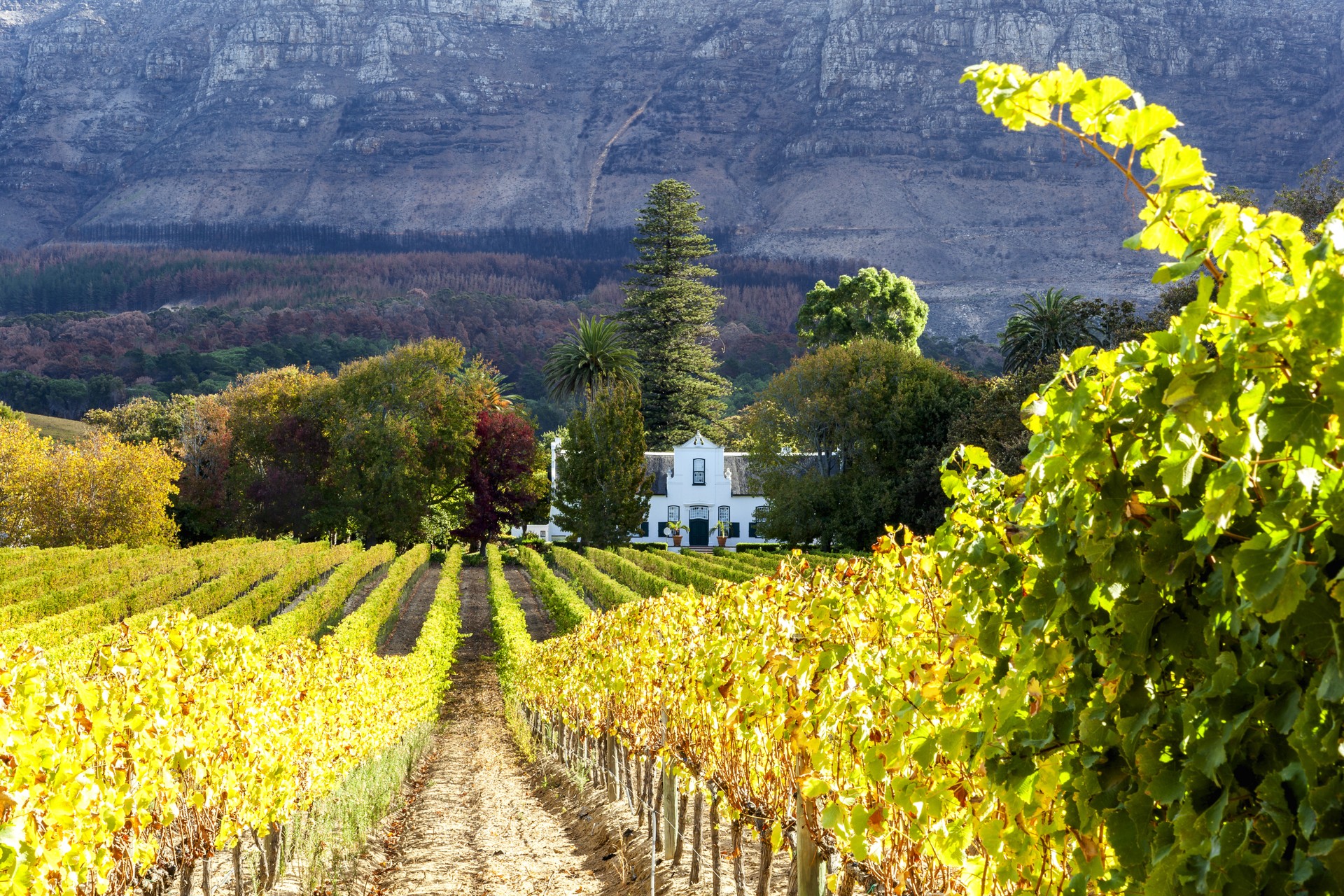 Constantia Valley vineyard, South Africa