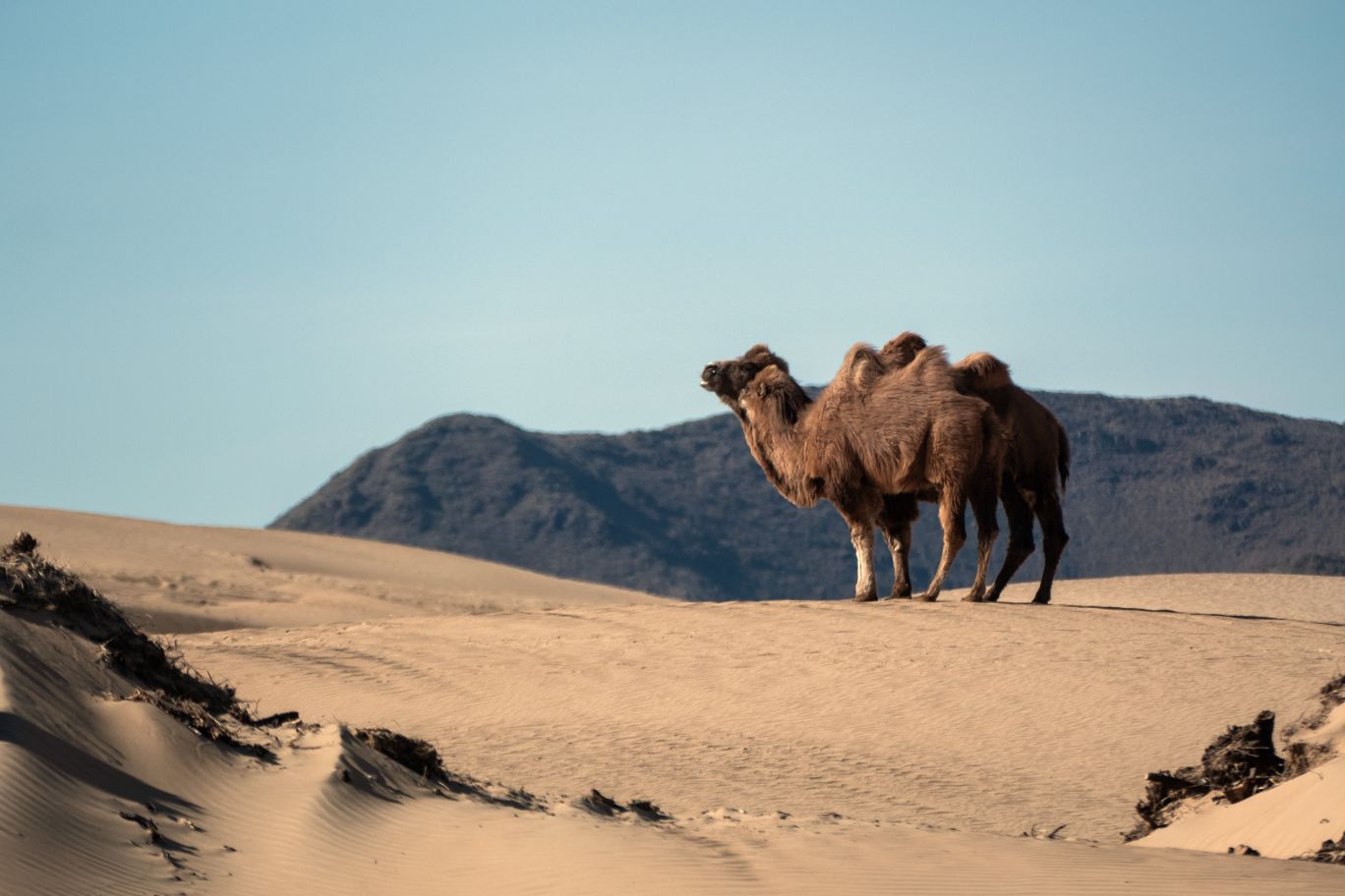 Wild bactrian camel, Elsen Tasarkhai, Mongolia