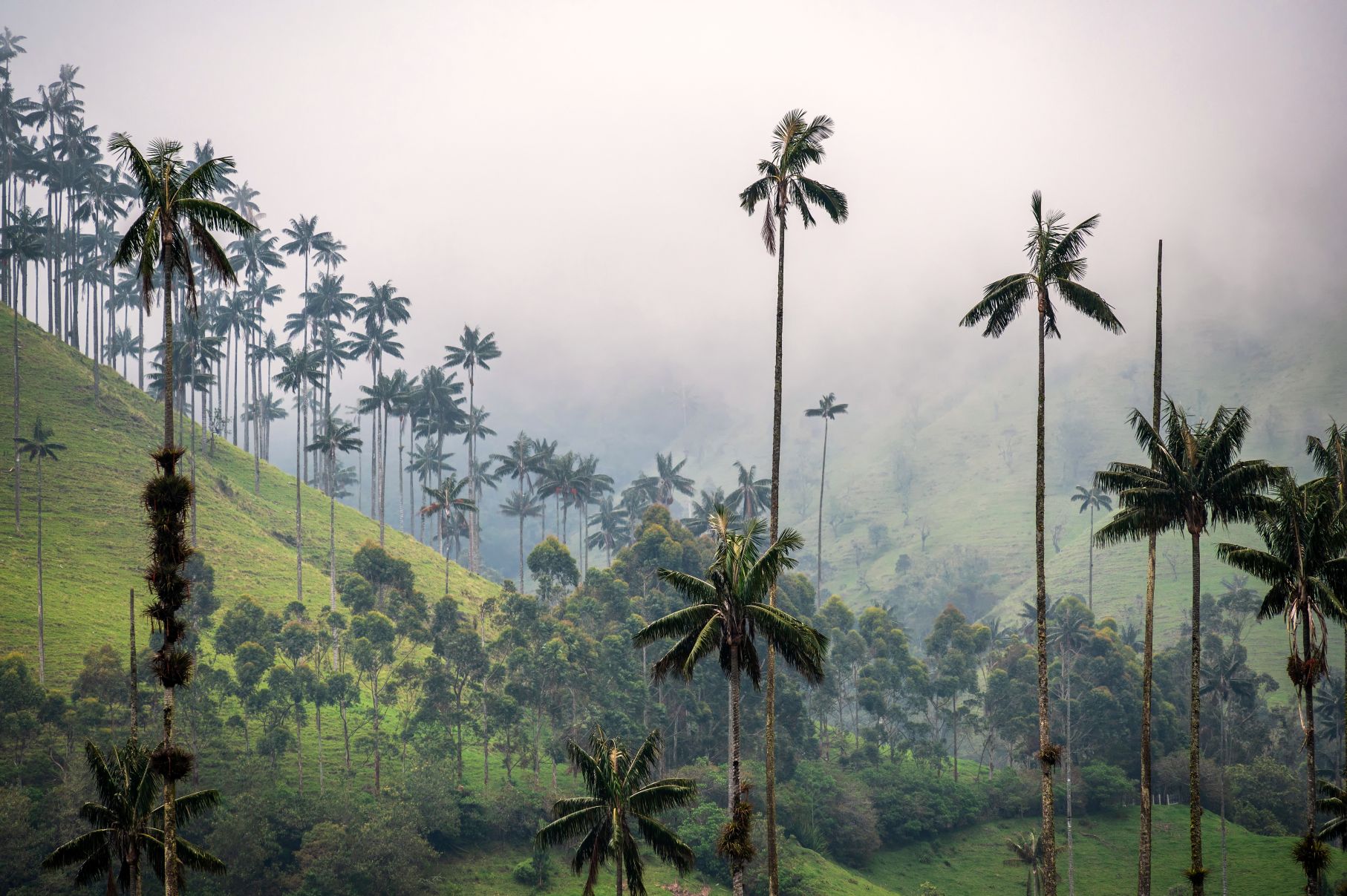 Palm trees in the Cocora Valley of Colombia