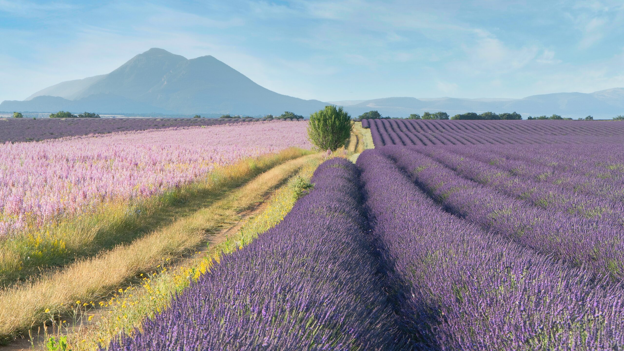 Lavender field in Provence, France