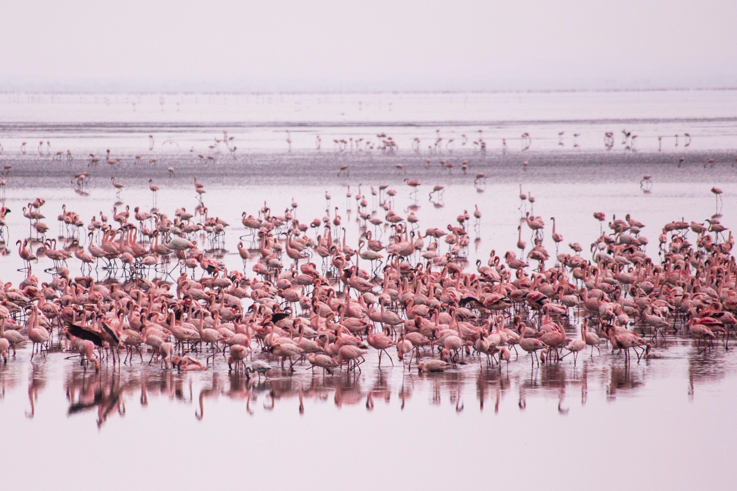 Flamingos in Lake Manyara, Tanzania