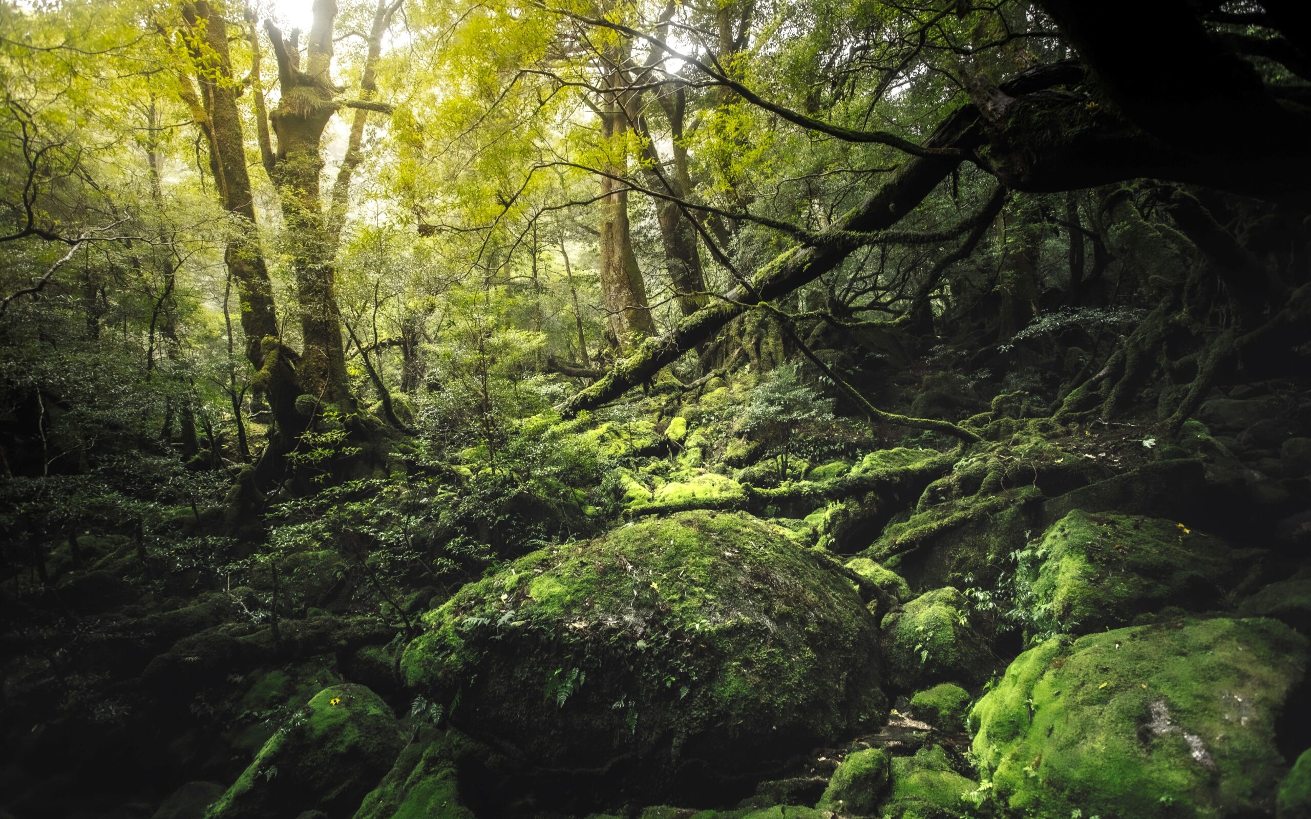 Dense green forest on Yakushima, one of the best Asian islands to visit in Japan