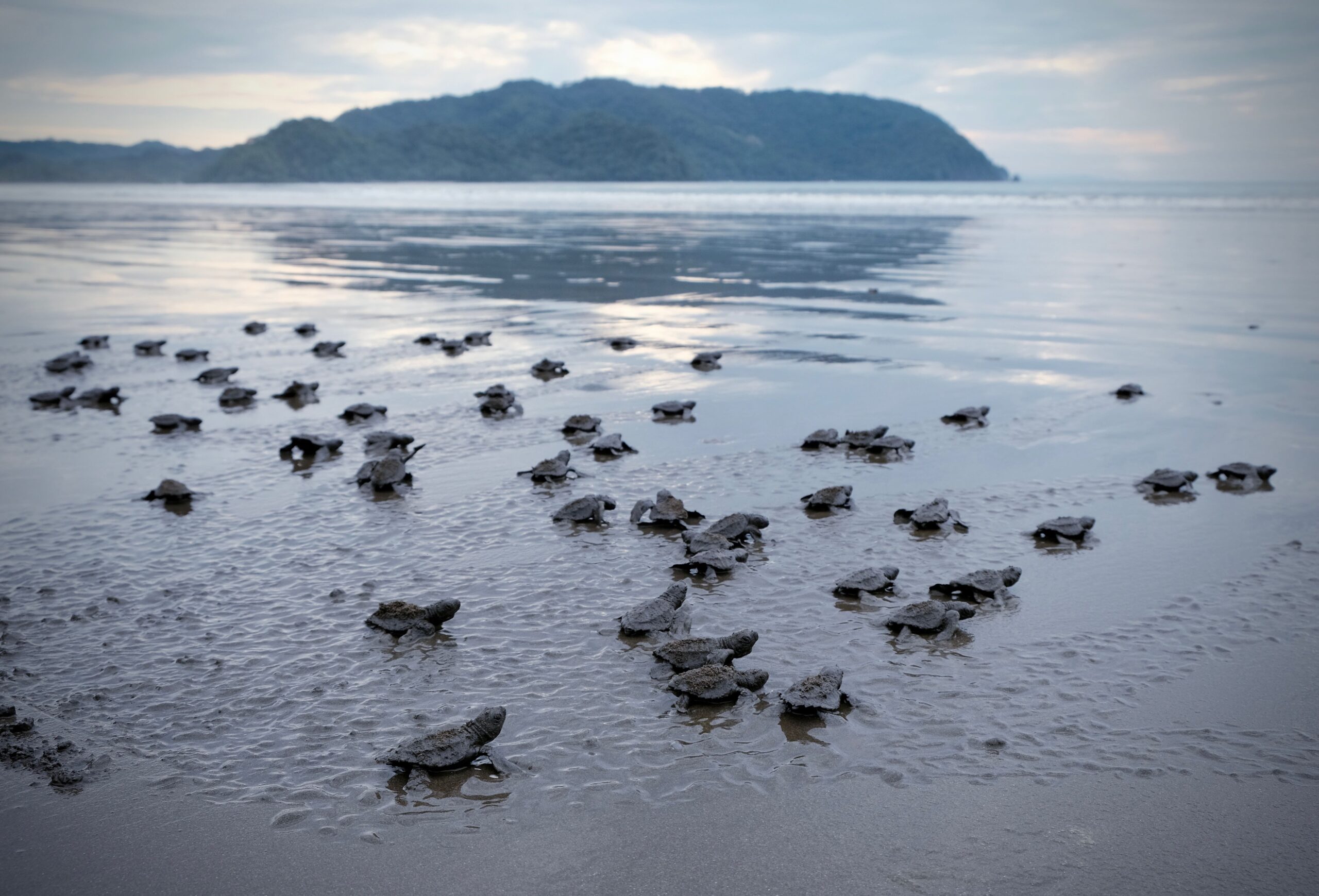 Unique things to do in Central America: watch sea turtle hatchlings on the beach in Costa Rica