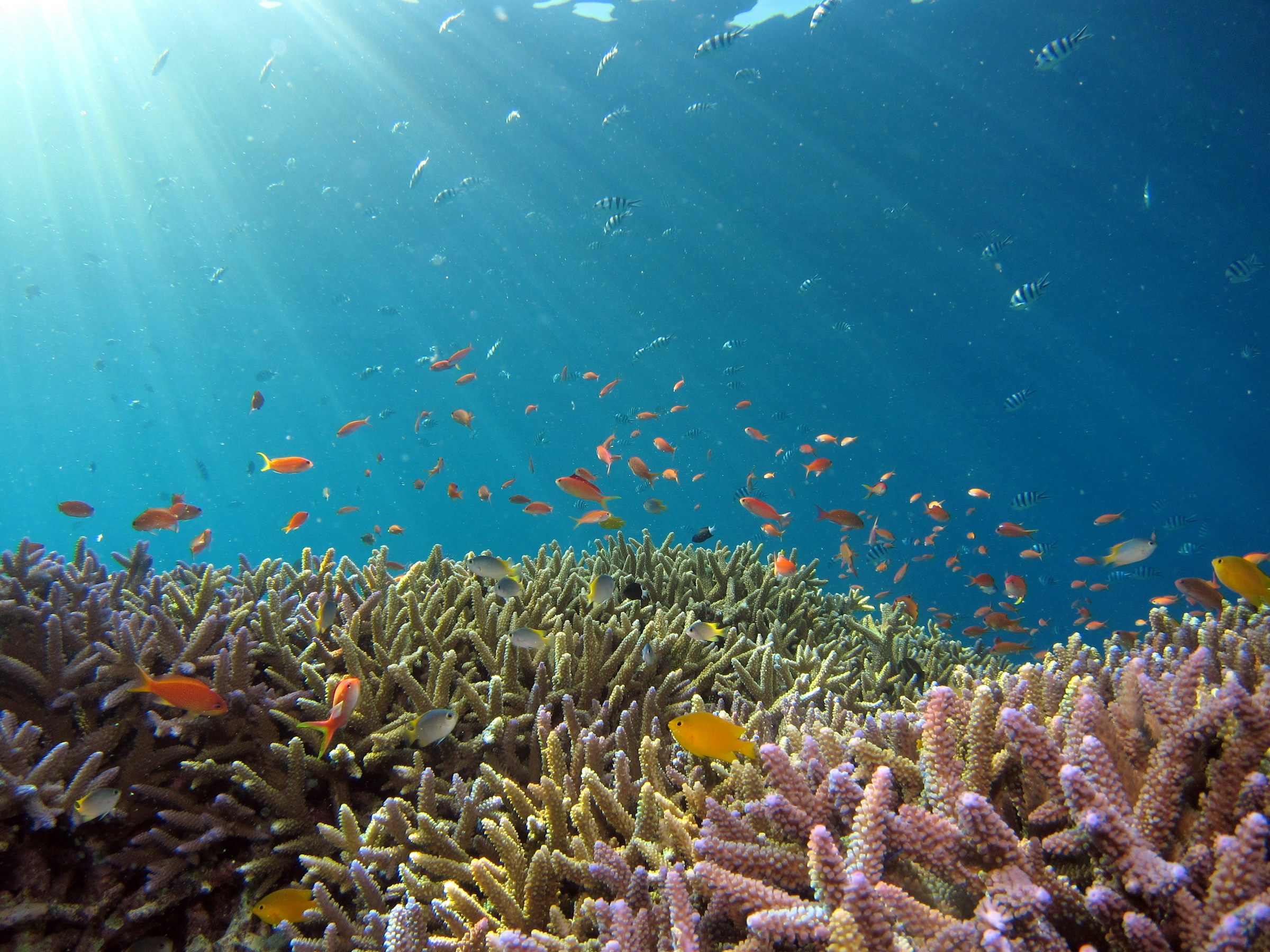 underwater in the Okinawa sea in Japan