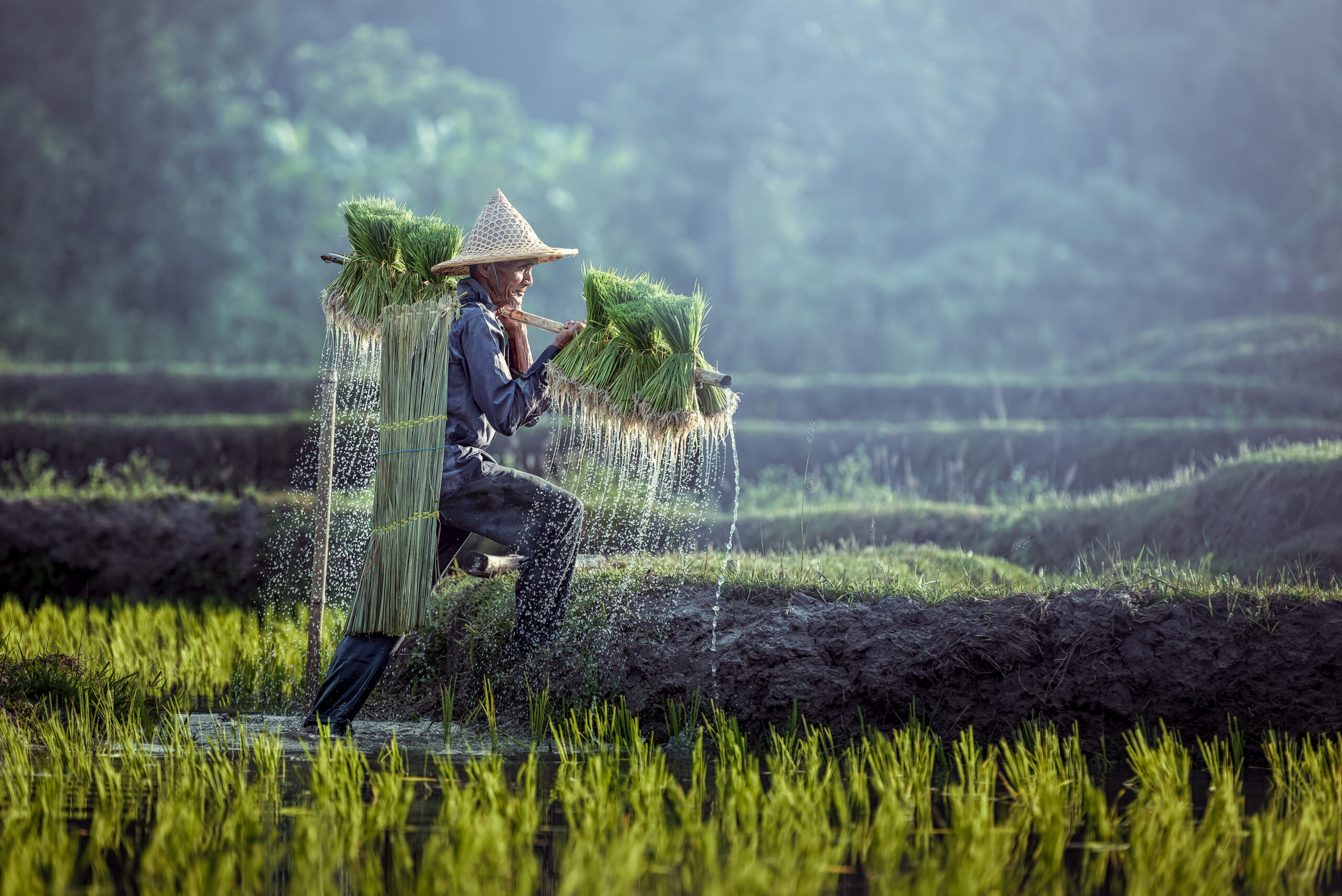 Rice farmer in Vietnam