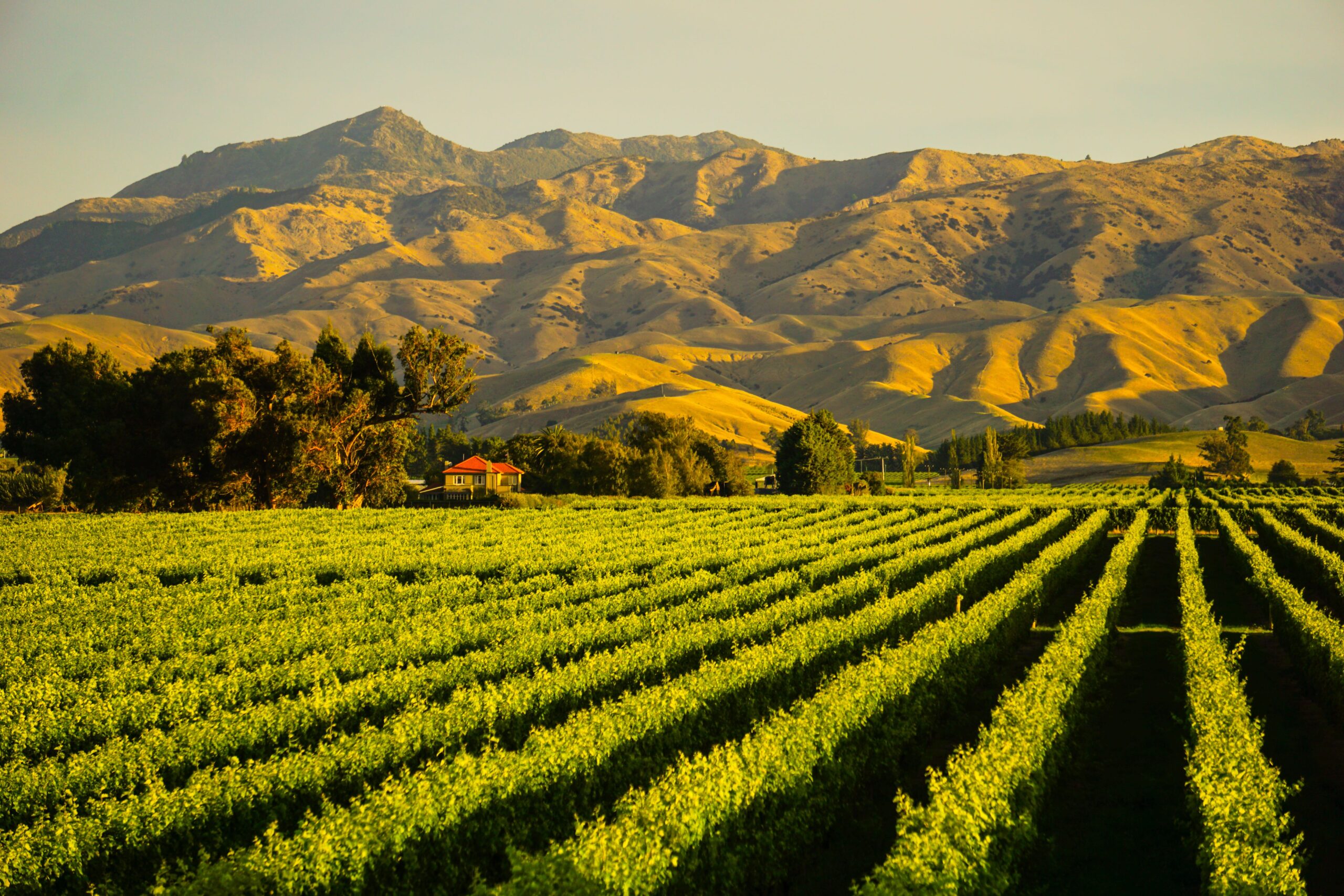 Blenheim vineyard in New Zealand