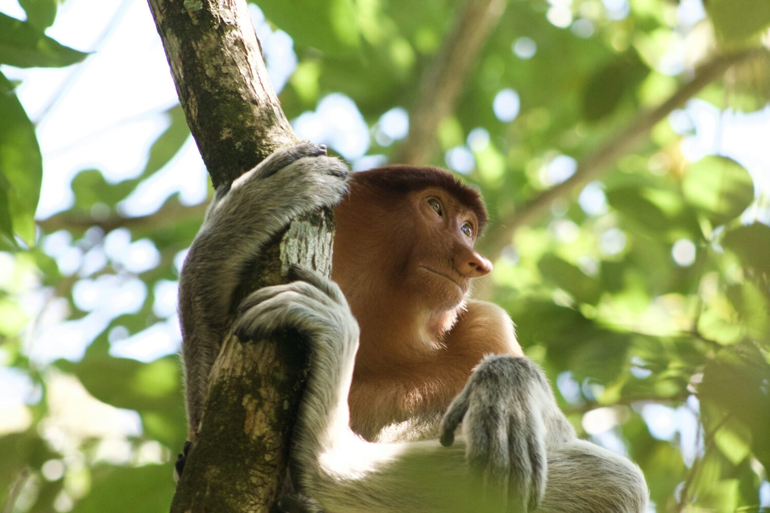 Malaysia Bako National Park