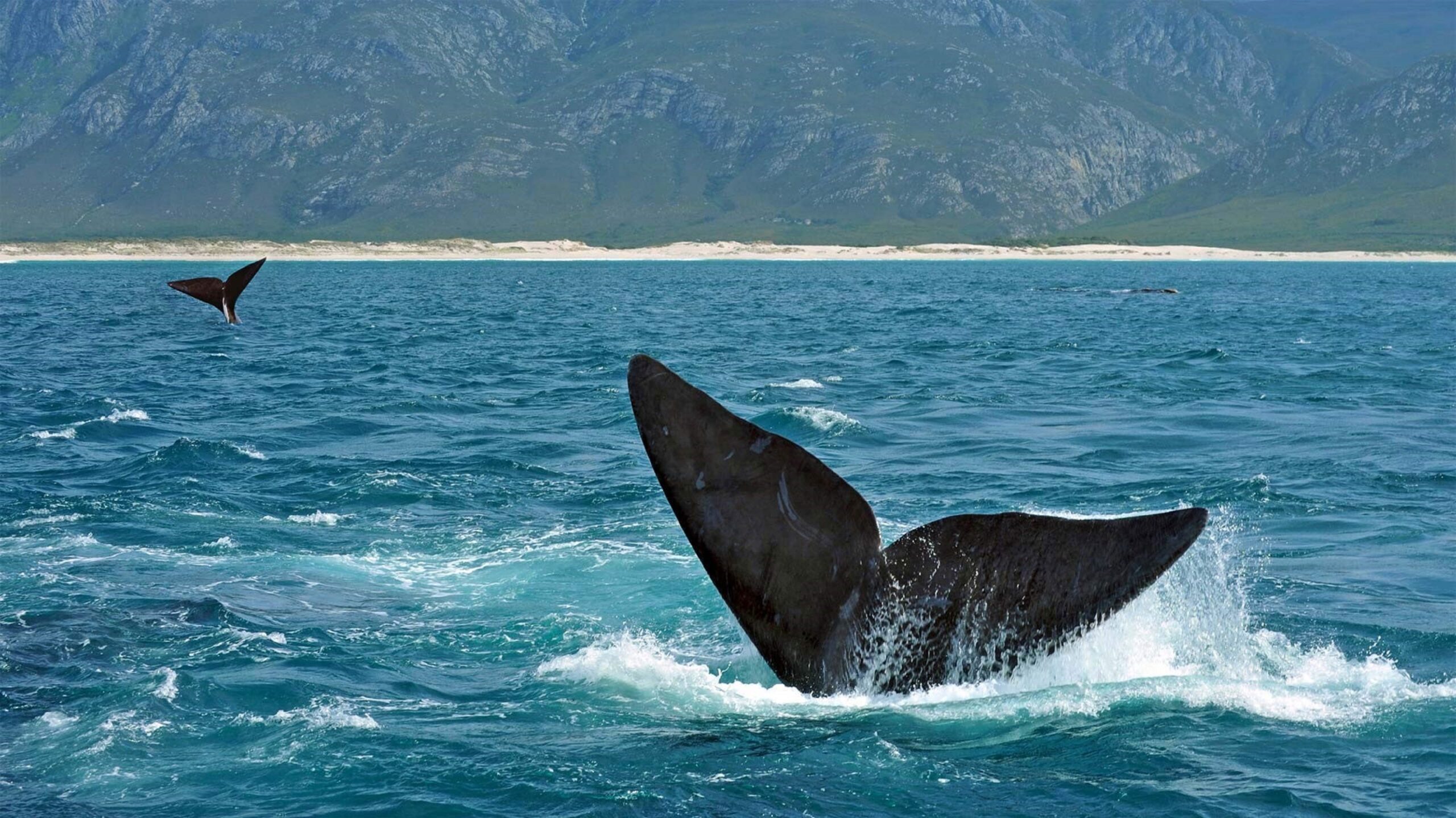 Southern right whales in South Africa