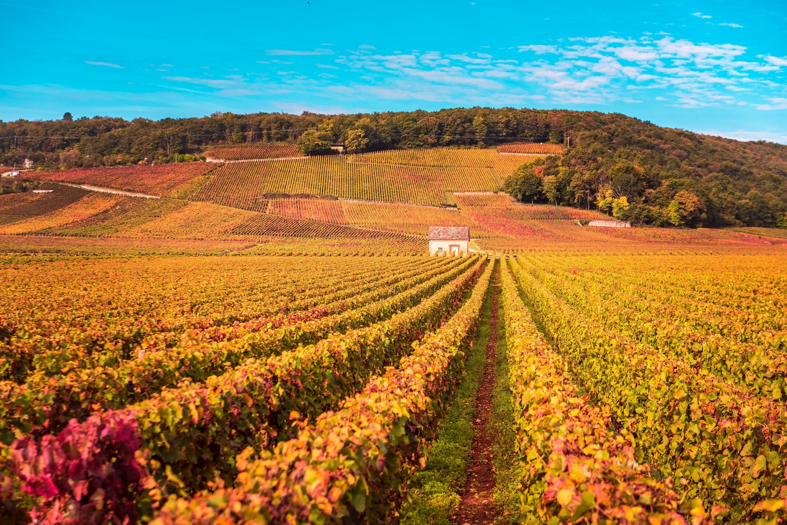 Autumn vineyard in Burgundy, France