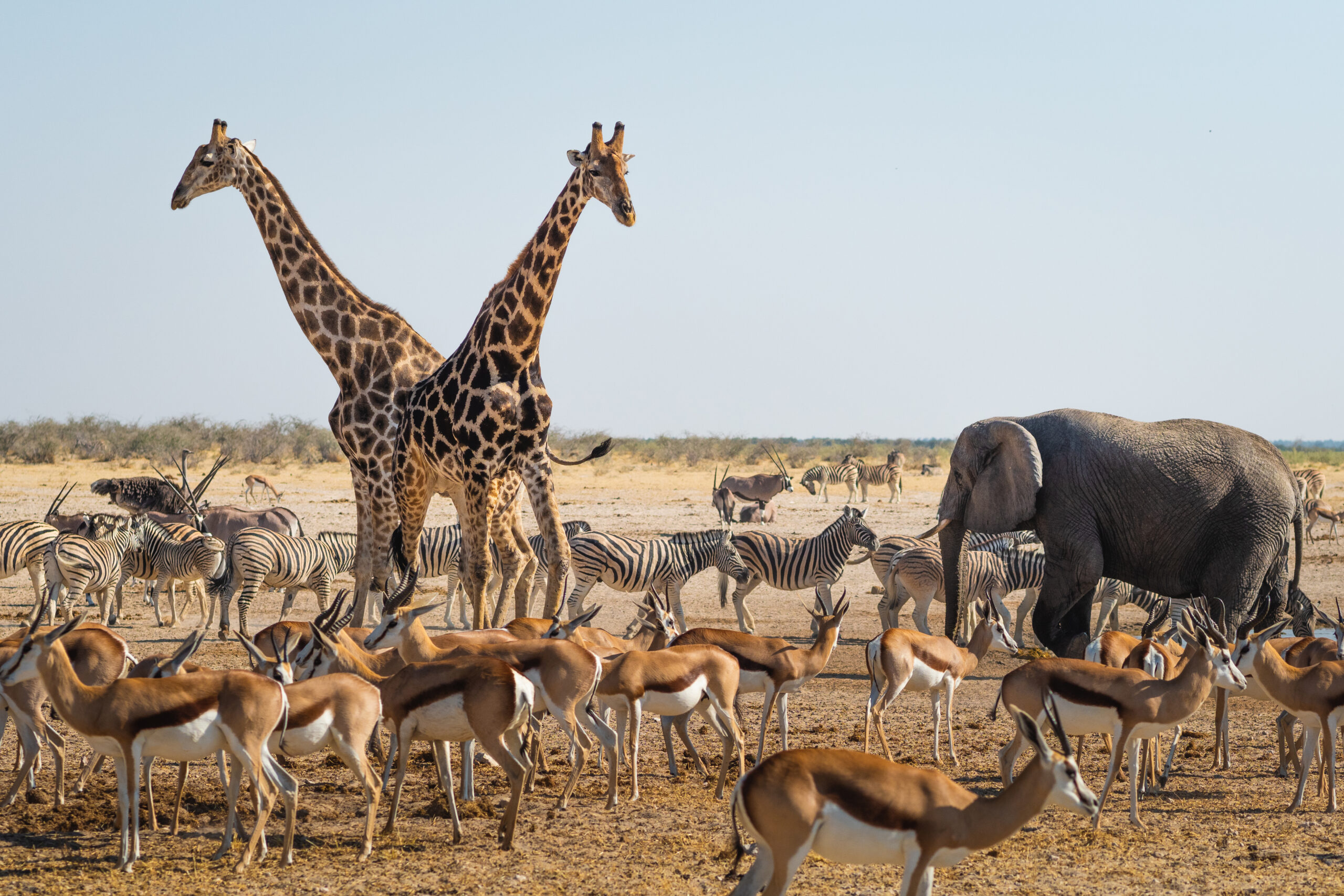 Animals roaming Etosha National Park in Namibia