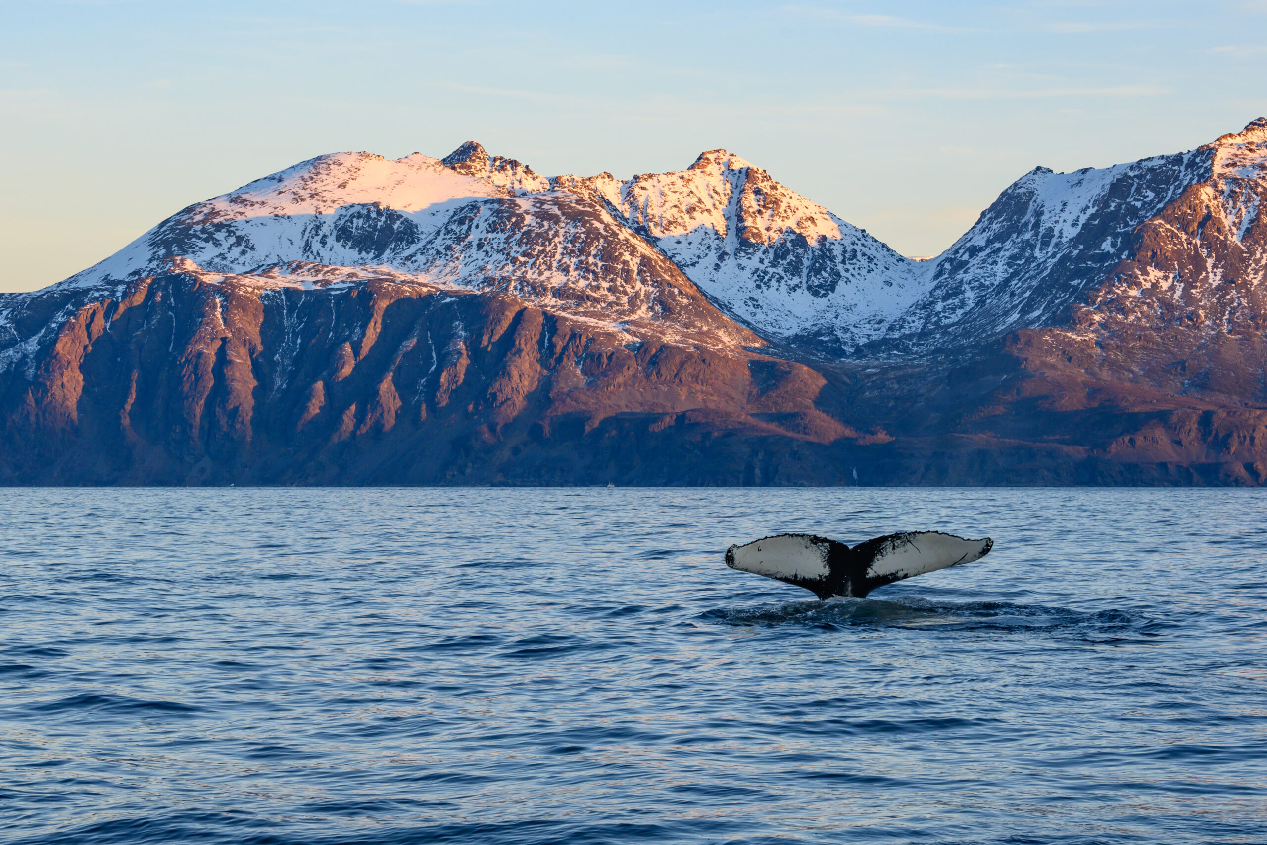 Humpack whale tail in Norway