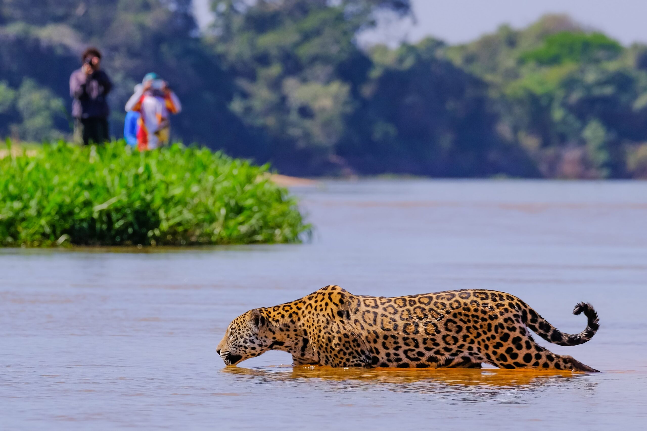 Jaguar crossing the Cuiaba River in the Pantanal, Brazil's wildlife