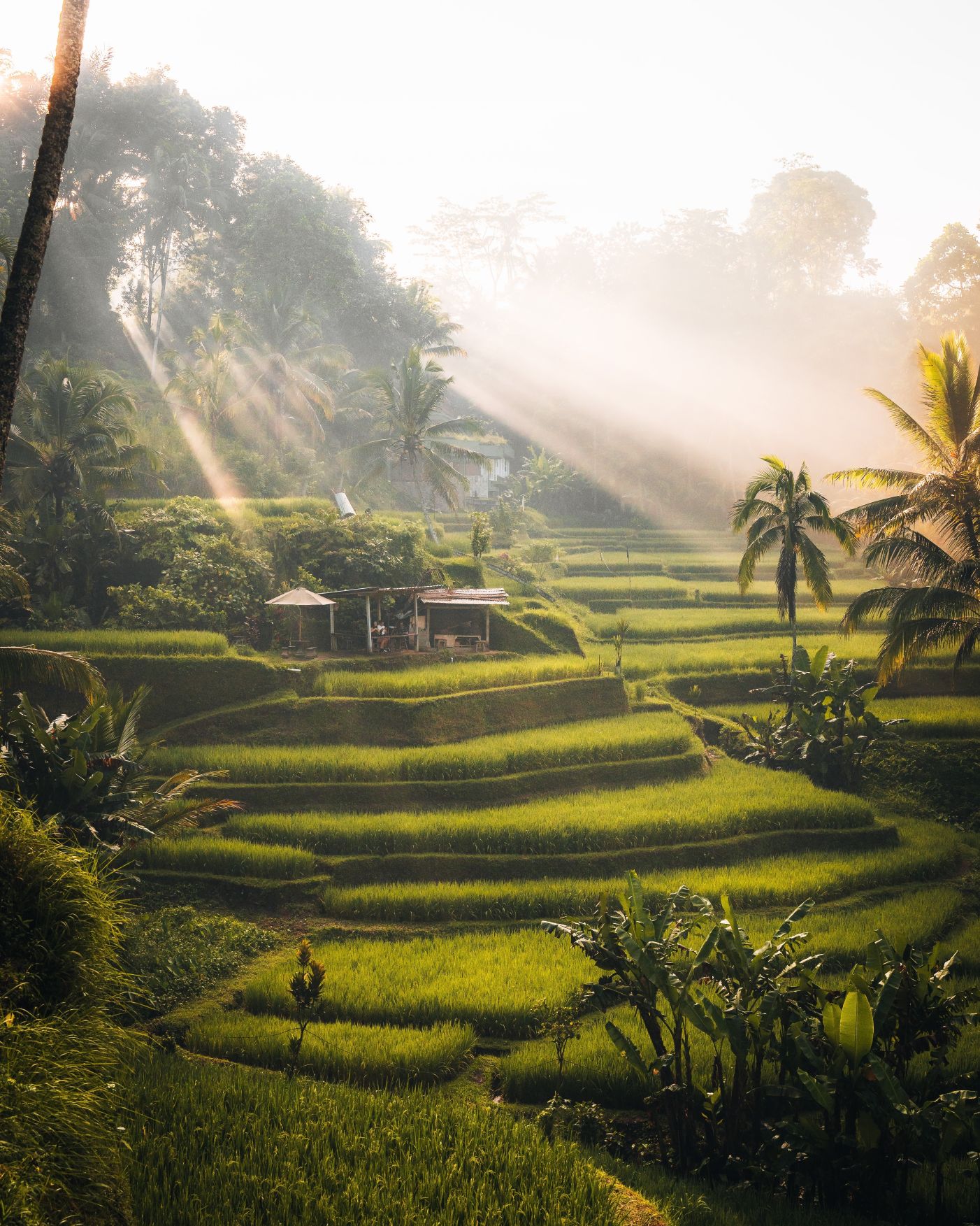Reisterrassen von Ubud, Bali