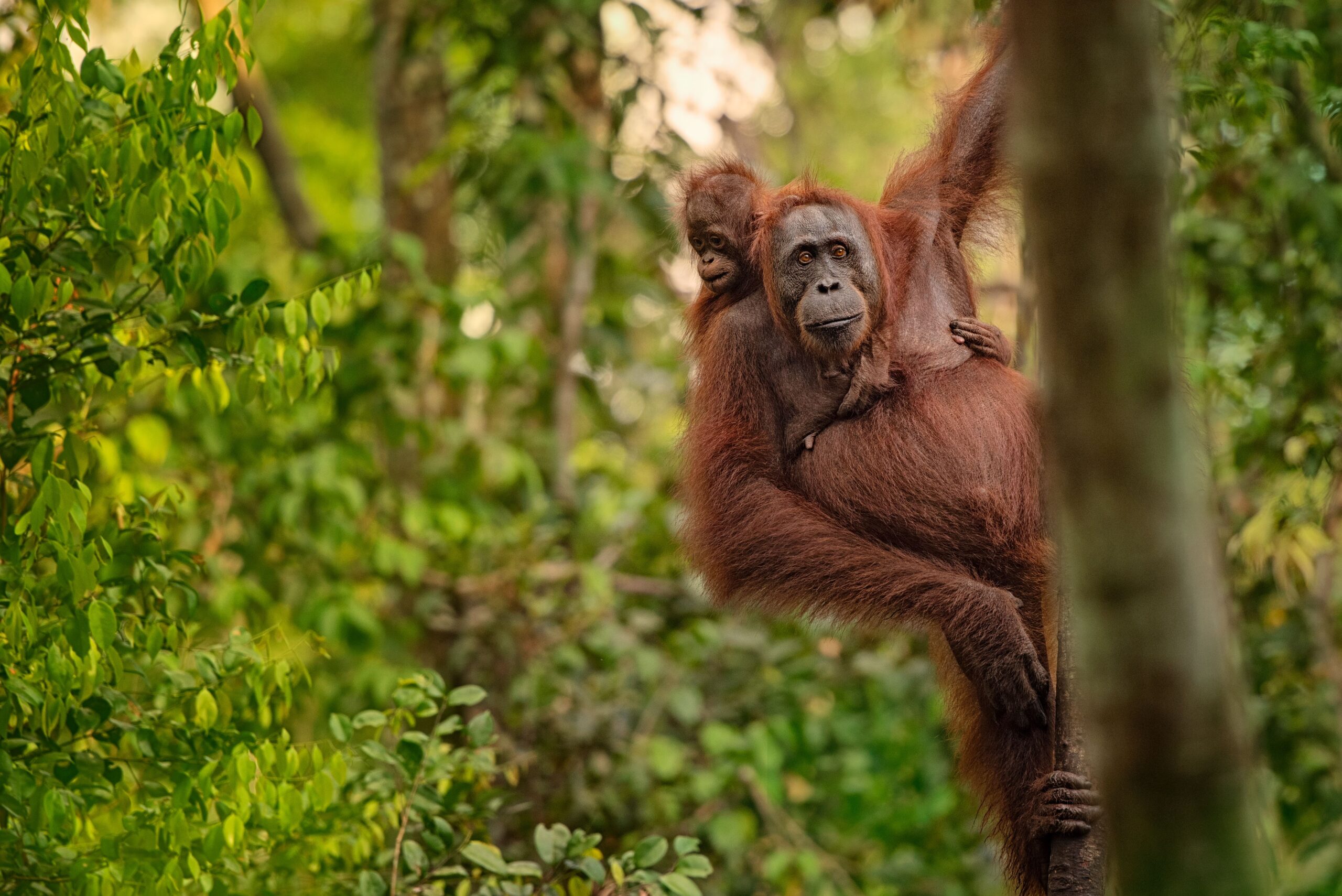 Eine Orang-Utan-Familie auf Kalimantan, Borneo
