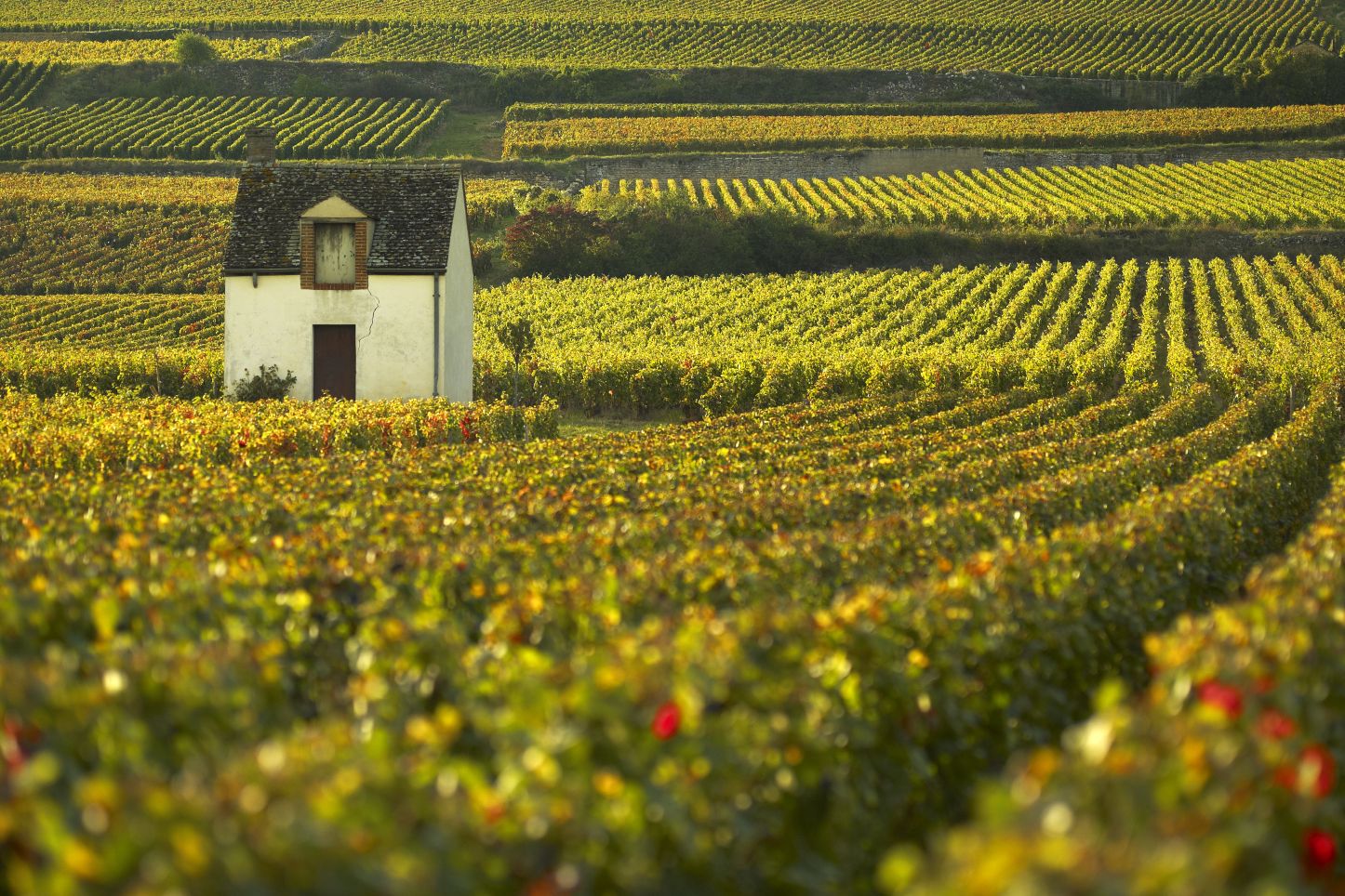 Vineyards in Beaune, France