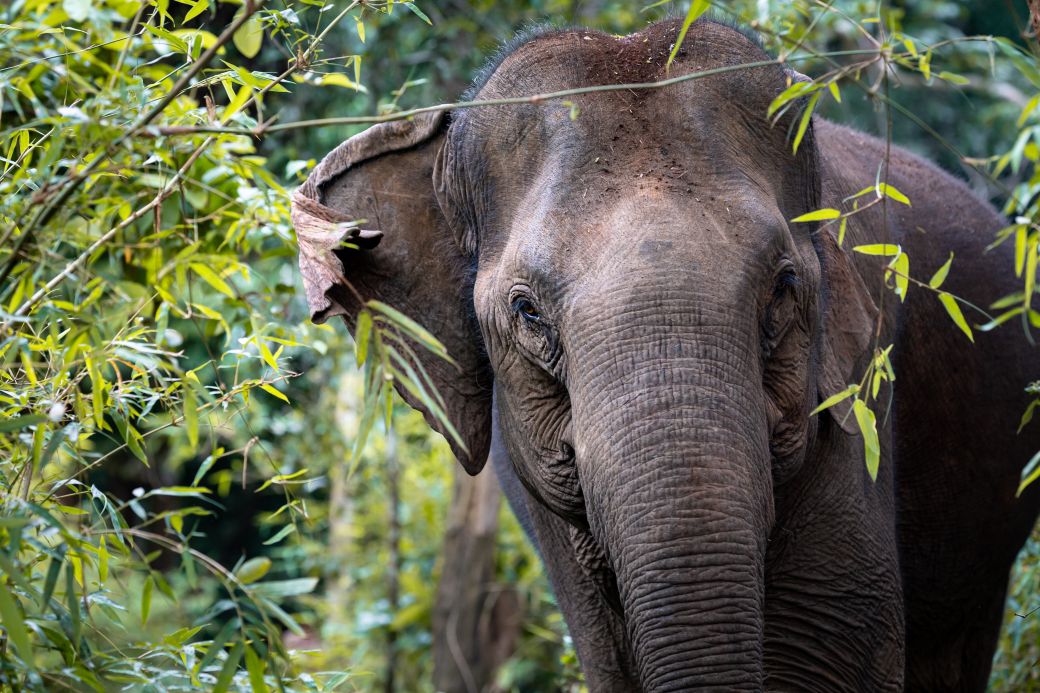 Discover the best time to visit Laos and Cambodia for wildlife-watching; Asian elephant roaming through the trees